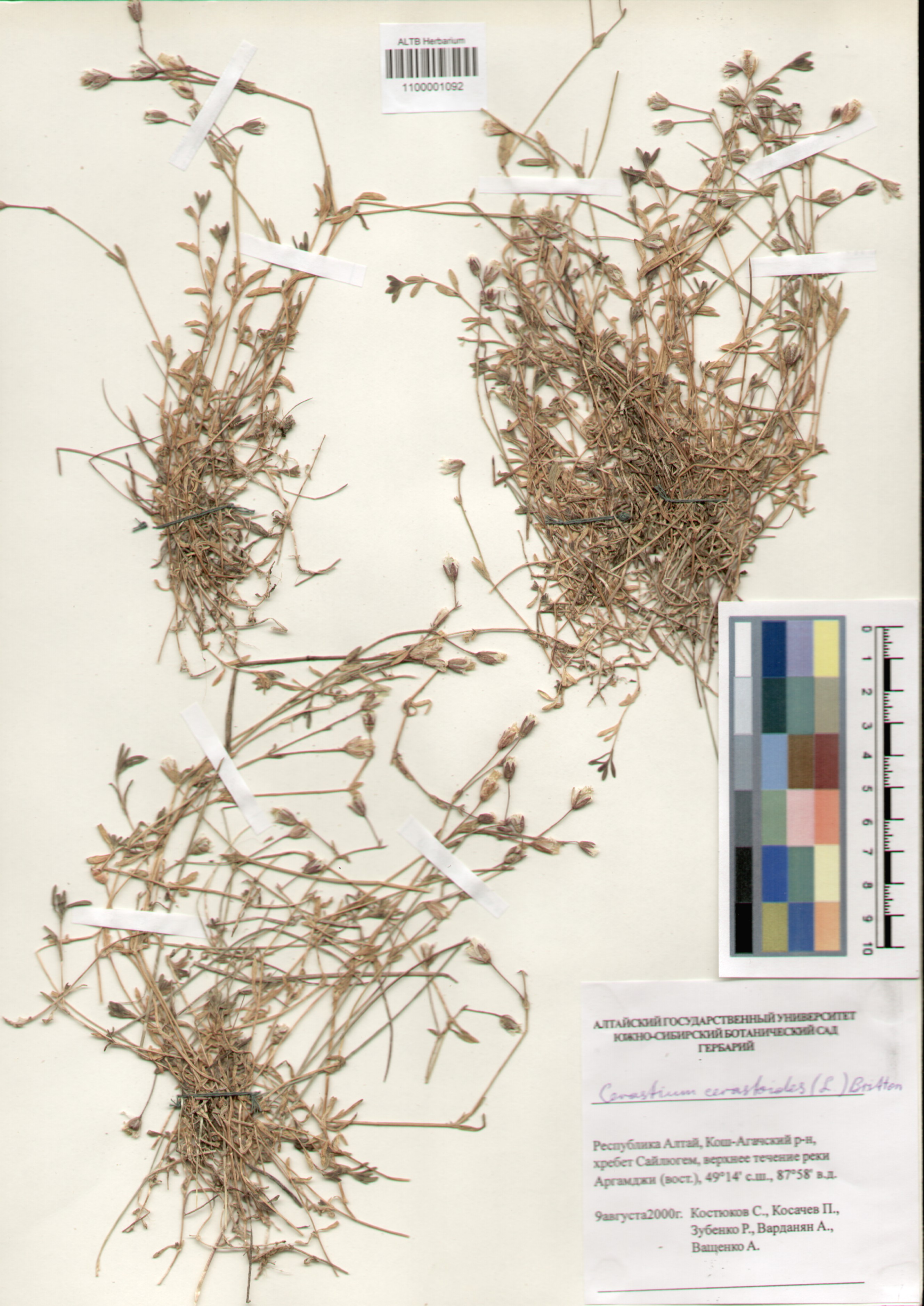 Caryophyllaceae,Cerastium cerastoides (L.) Britt.