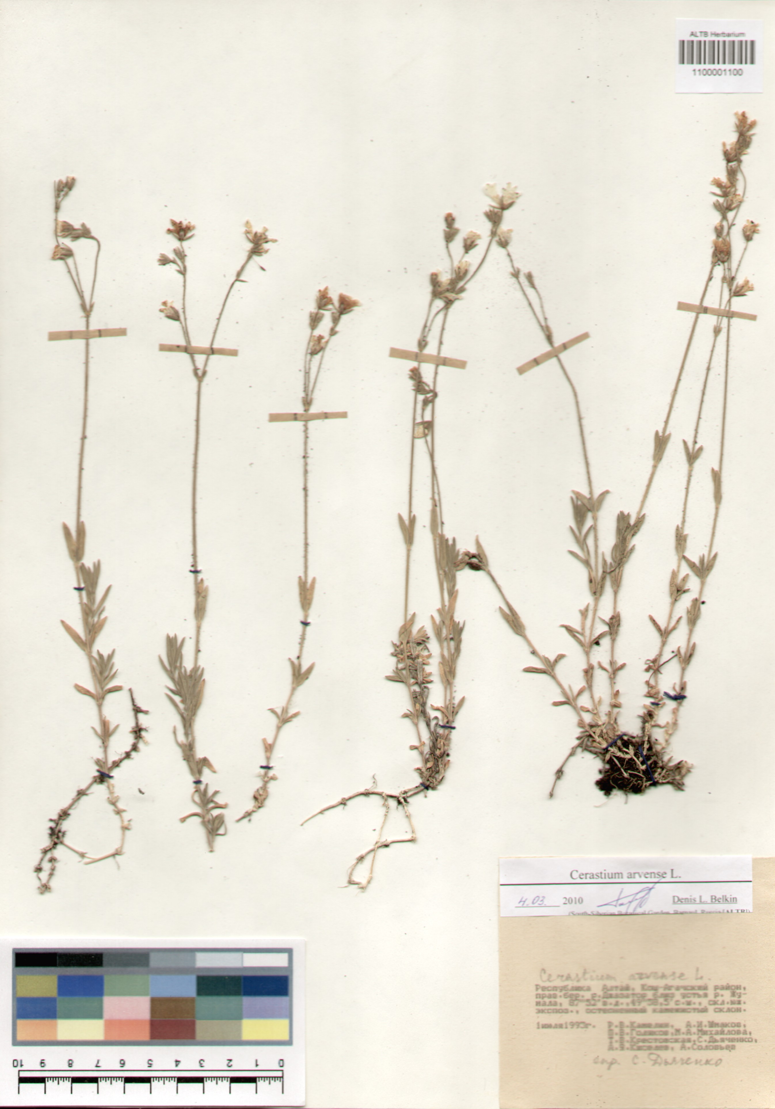 Caryophyllaceae,Cerastium arvense L.