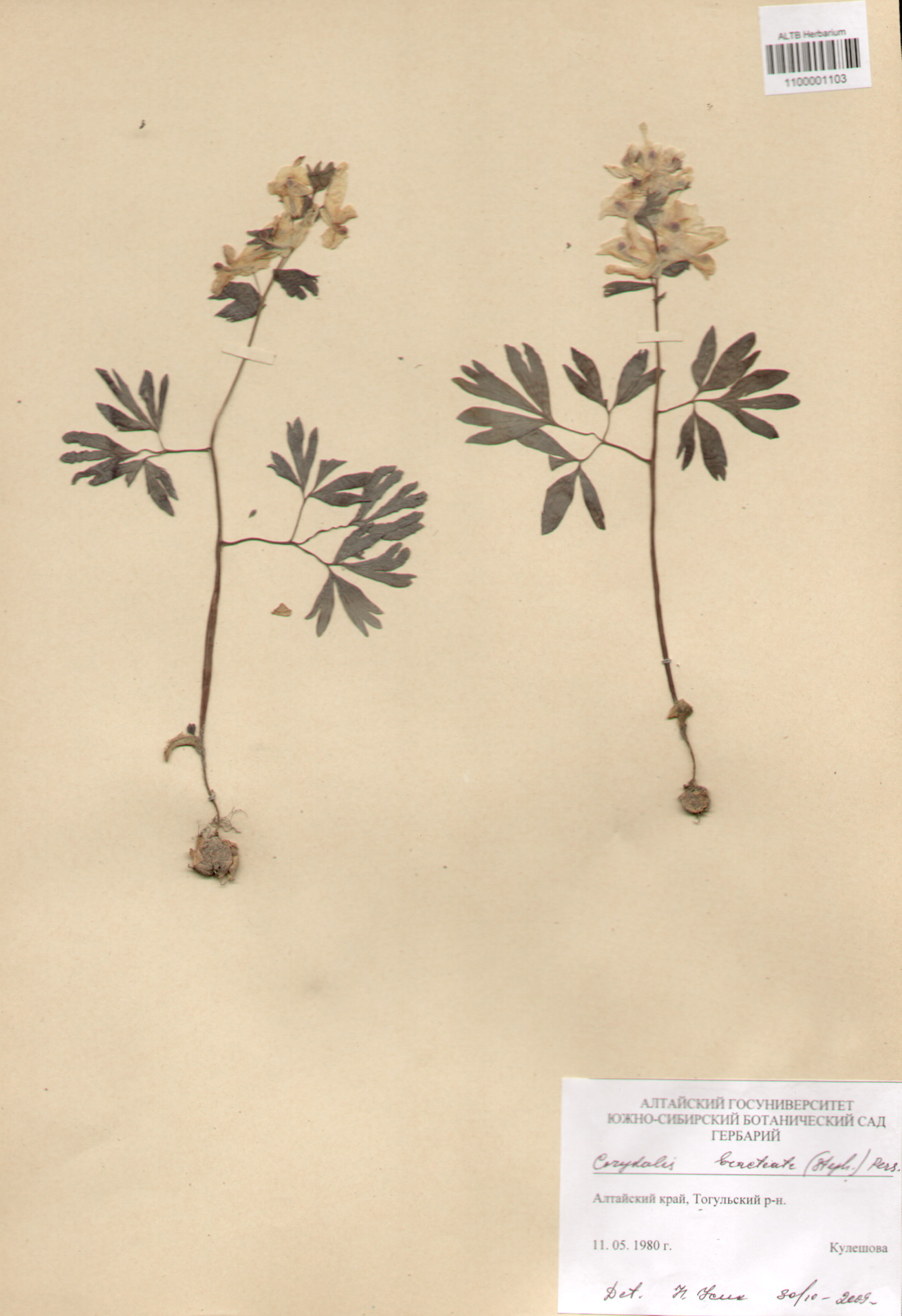 Fumariaceae,Corydalis bracteata (Steph.) Pers.