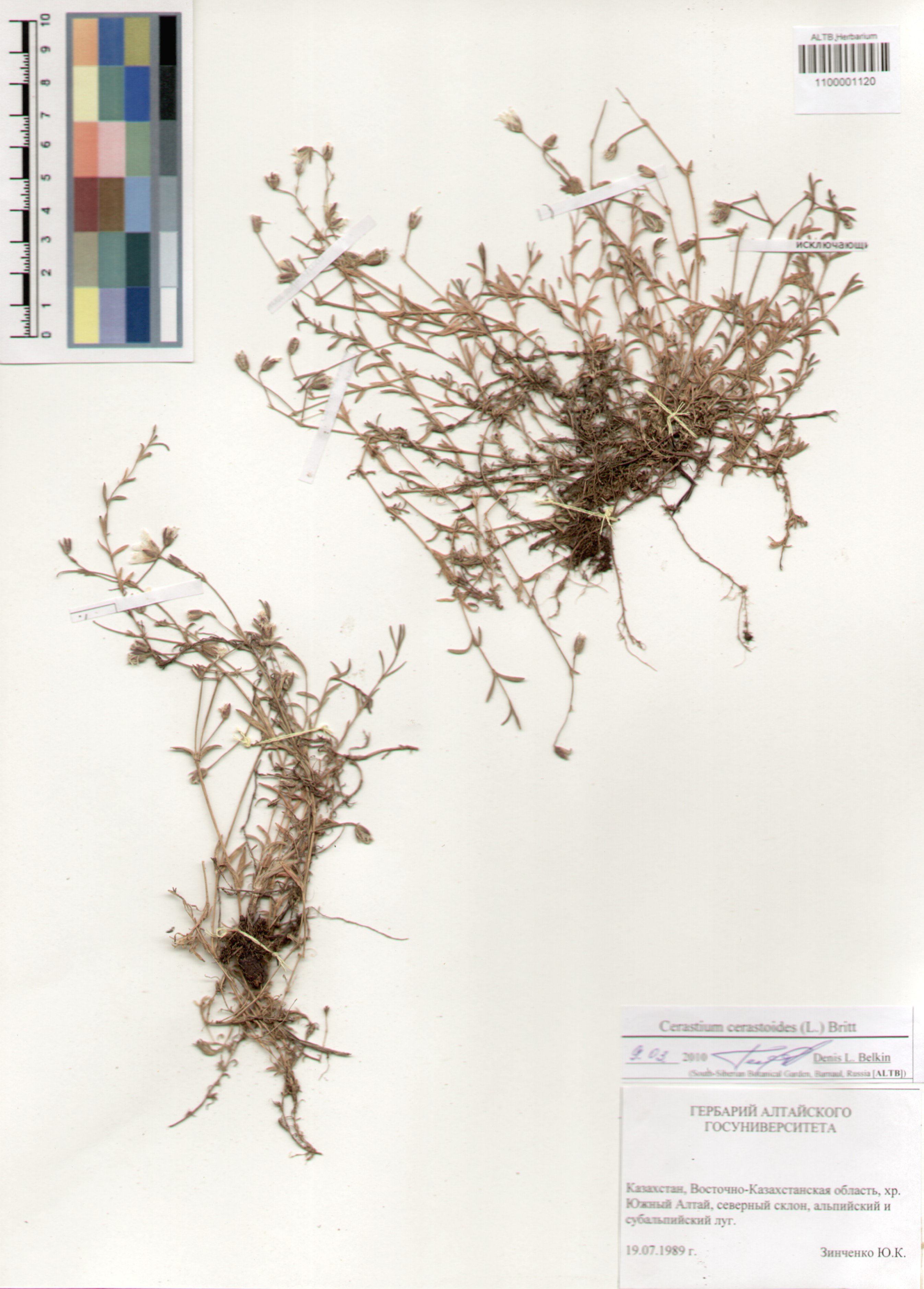 Caryophyllaceae,Cerastium cerastoides (L.) Britt. Caryophyllaceae,Cerastium cerastoides (L.) Britt.