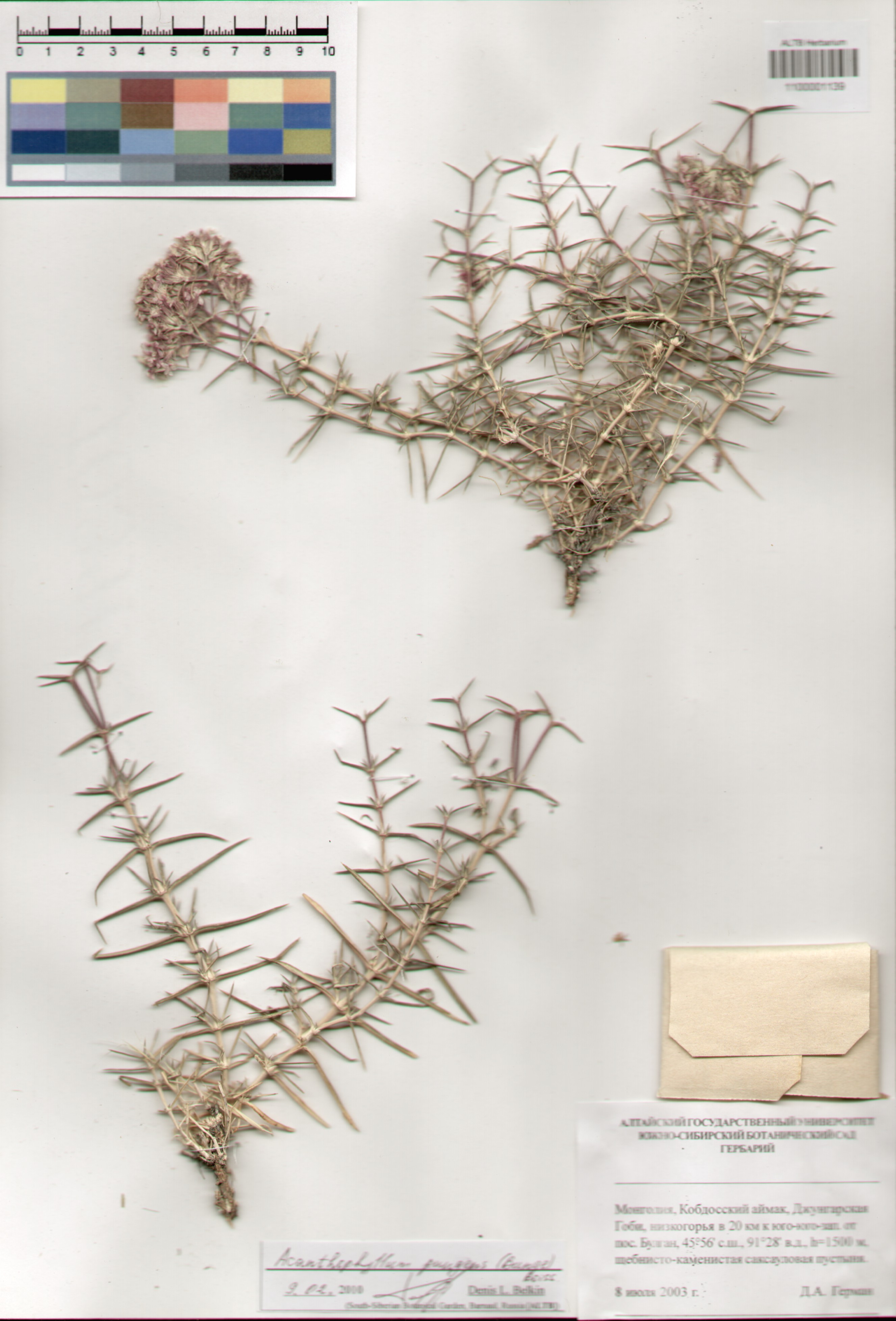 Caryophyllaceae,Acantophyllum pungens (Bunge) Boiss.