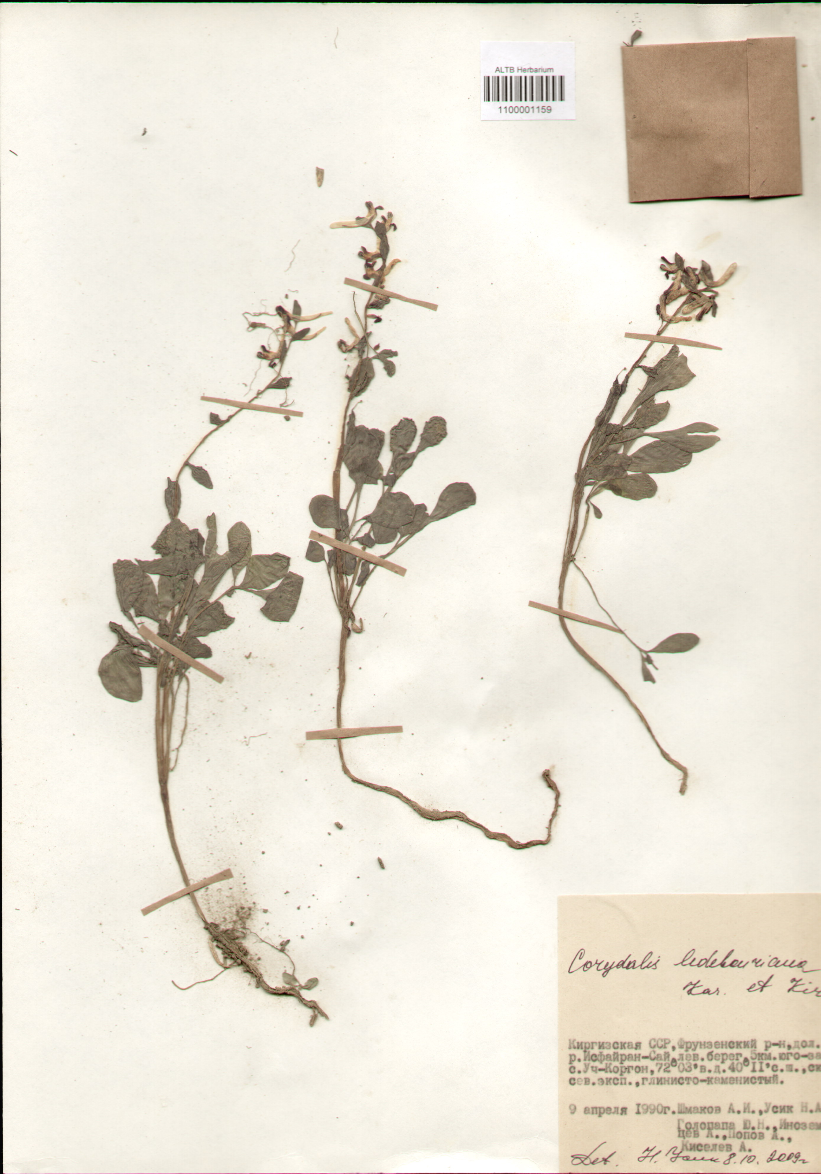 Fumariaceae,Corydalis ledebouriana Kar. et Kir.