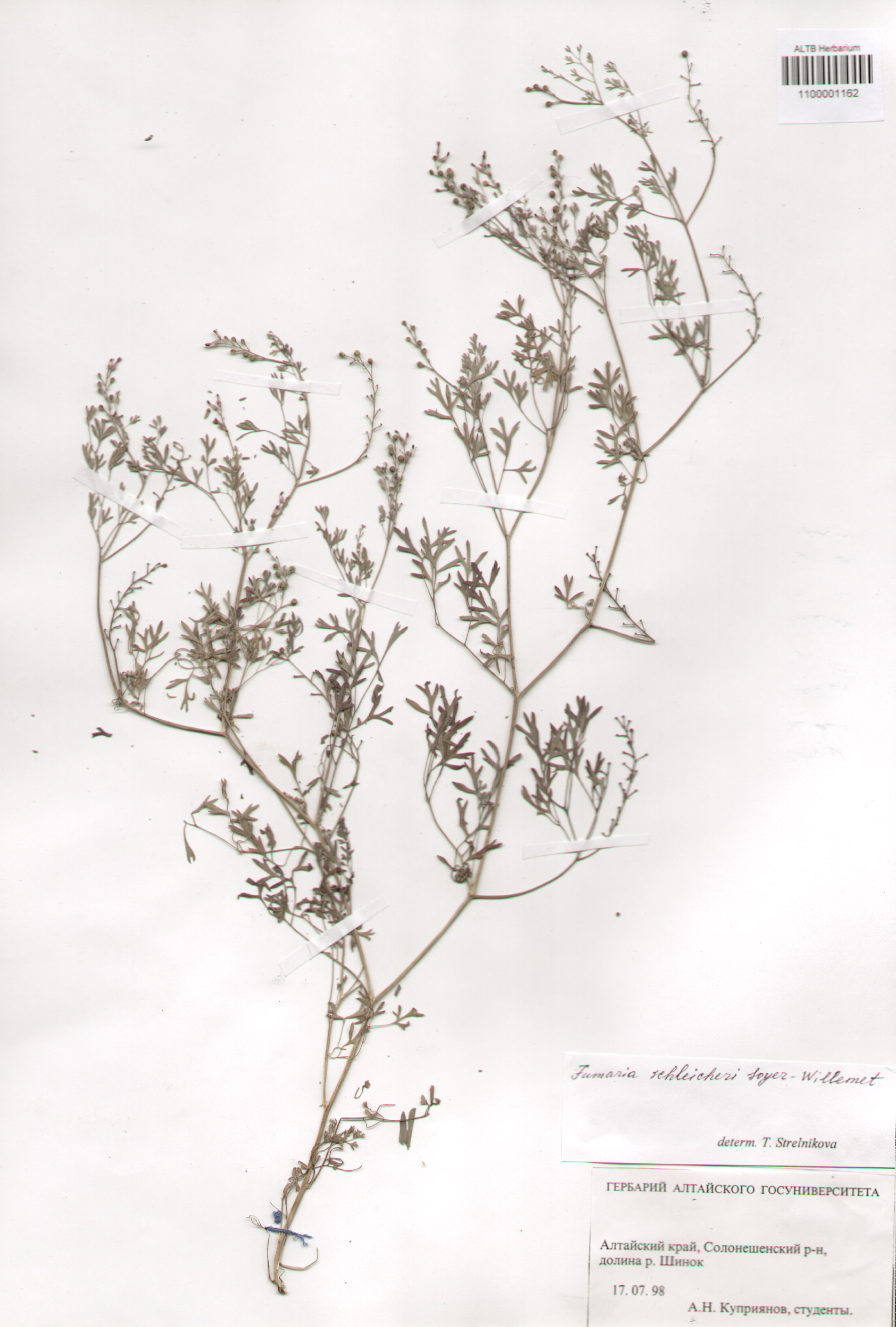 Papaveraceae,Fumaria schleicheri Soy.-Will.