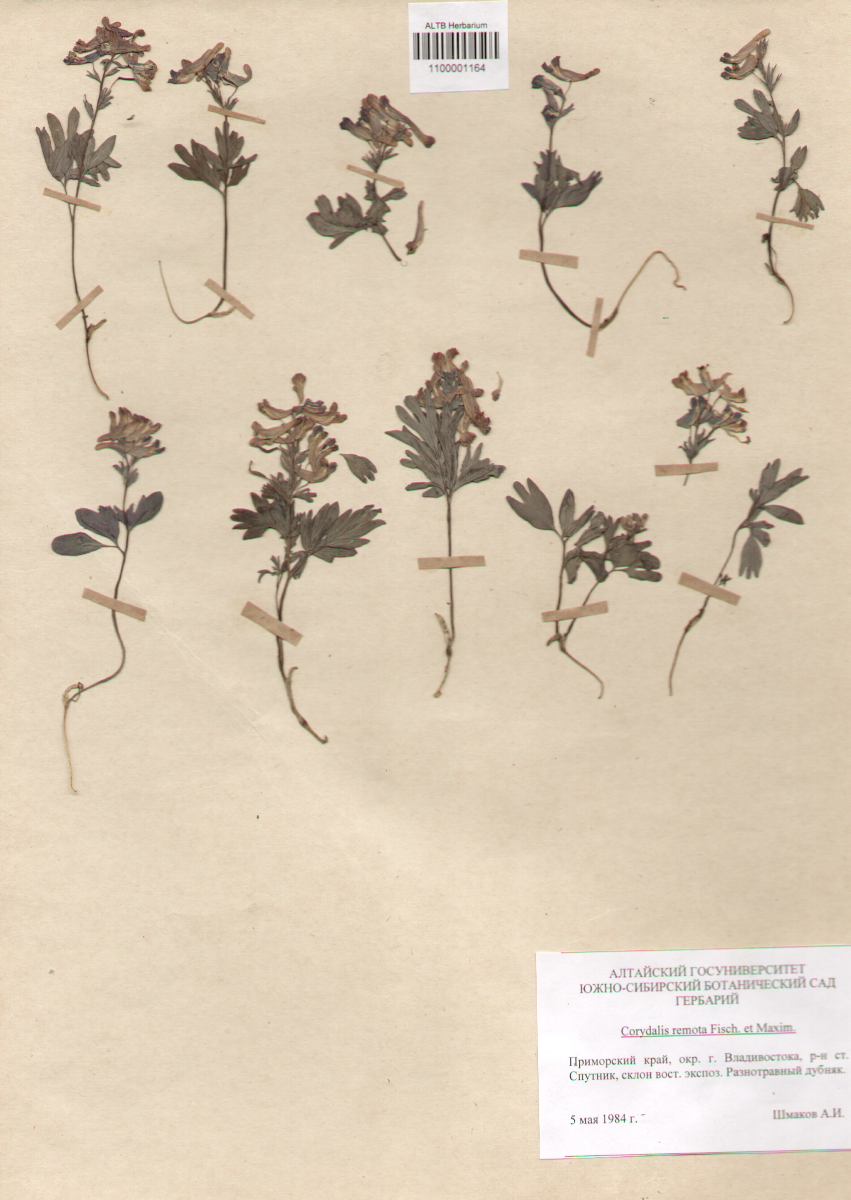 Fumariaceae,Corydalis remota Fisch. et Maxim.