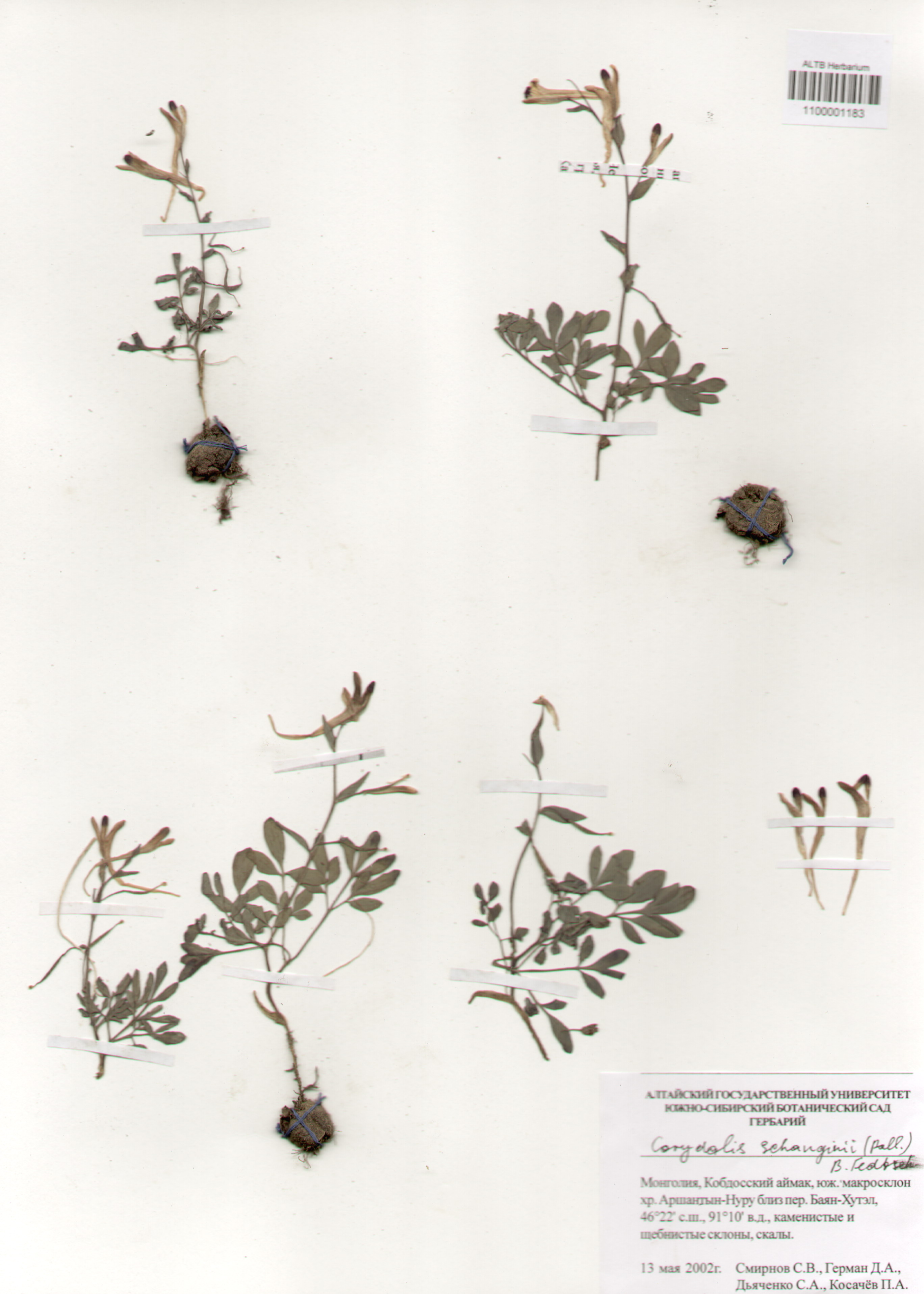 Fumariaceae,Corydalis schanginii (Pall.) B. Fedtsch.