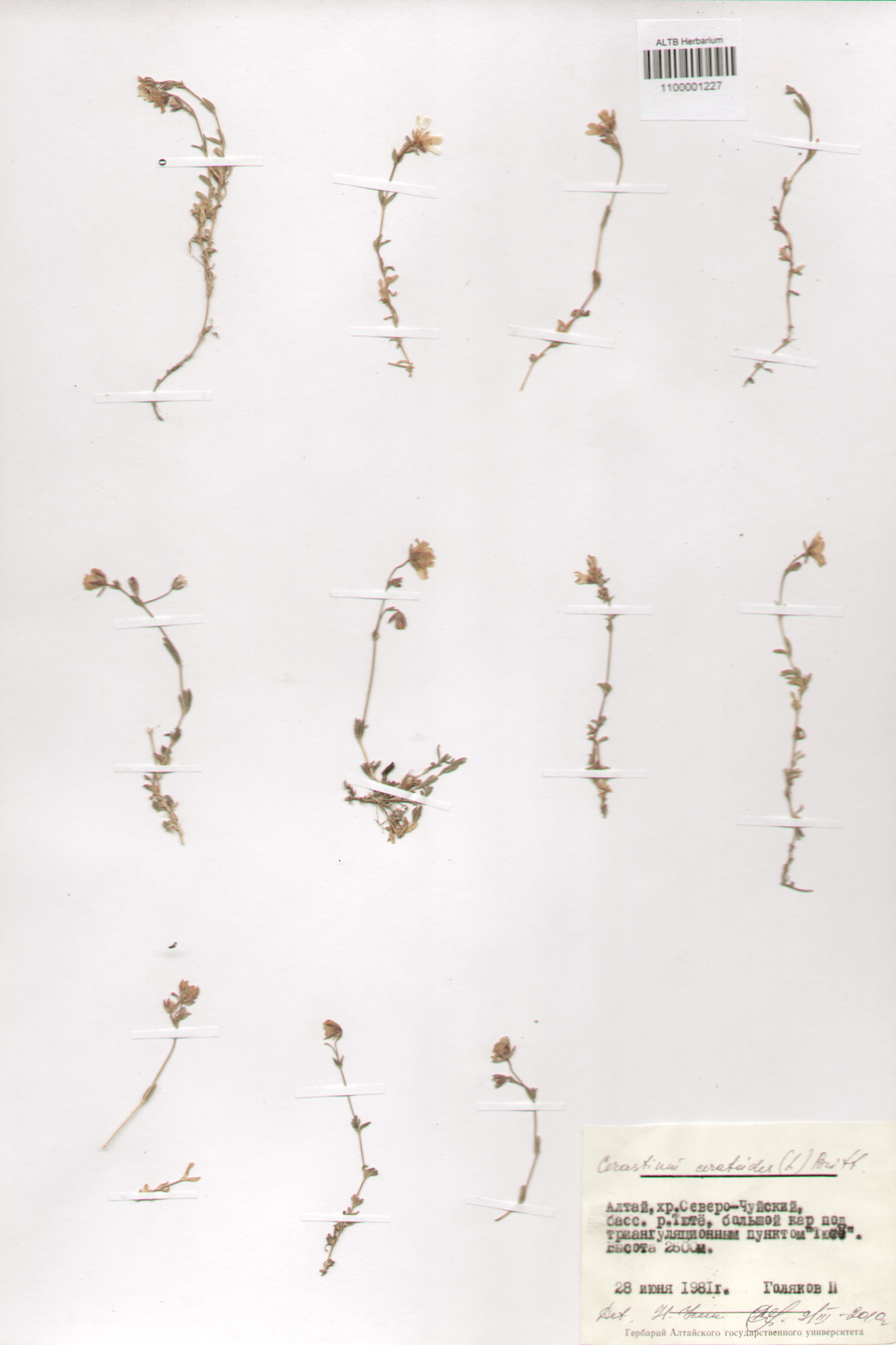 Caryophyllaceae,Cerastium cerastoides (L.) Britt.