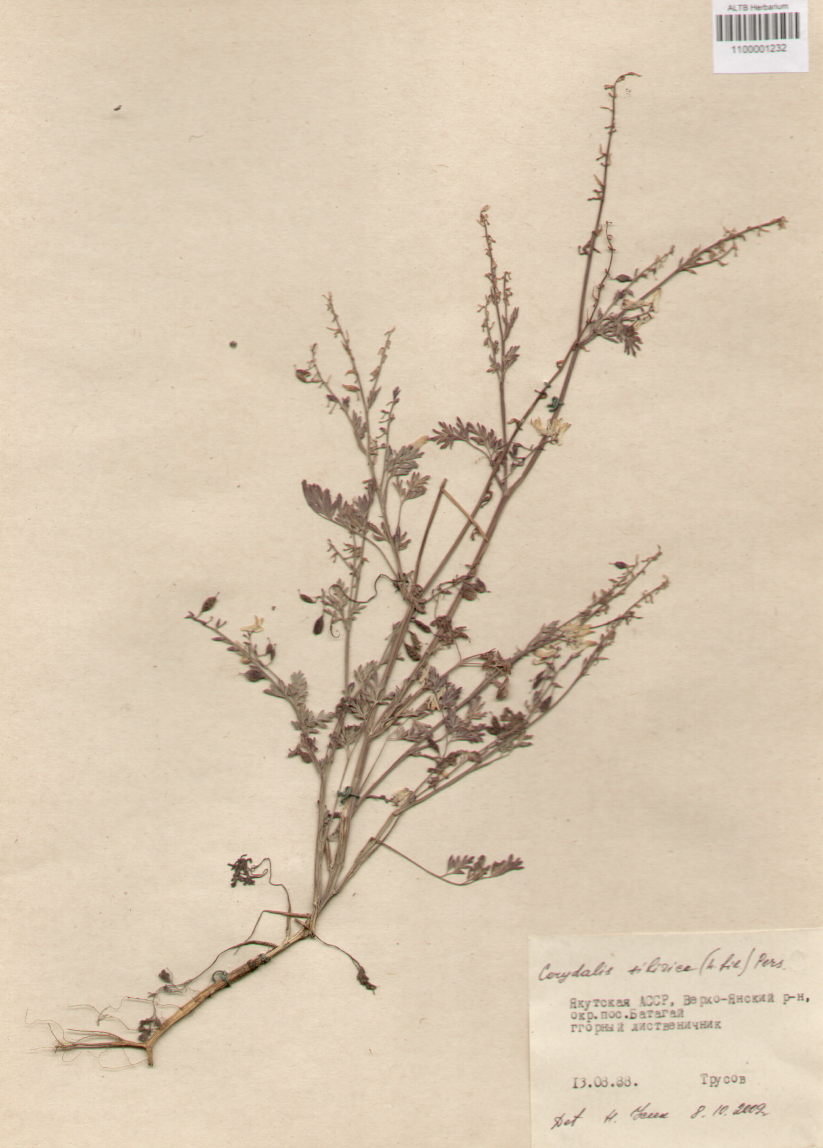 Fumariaceae,Corydalis sibirica (L. fil) Pers.