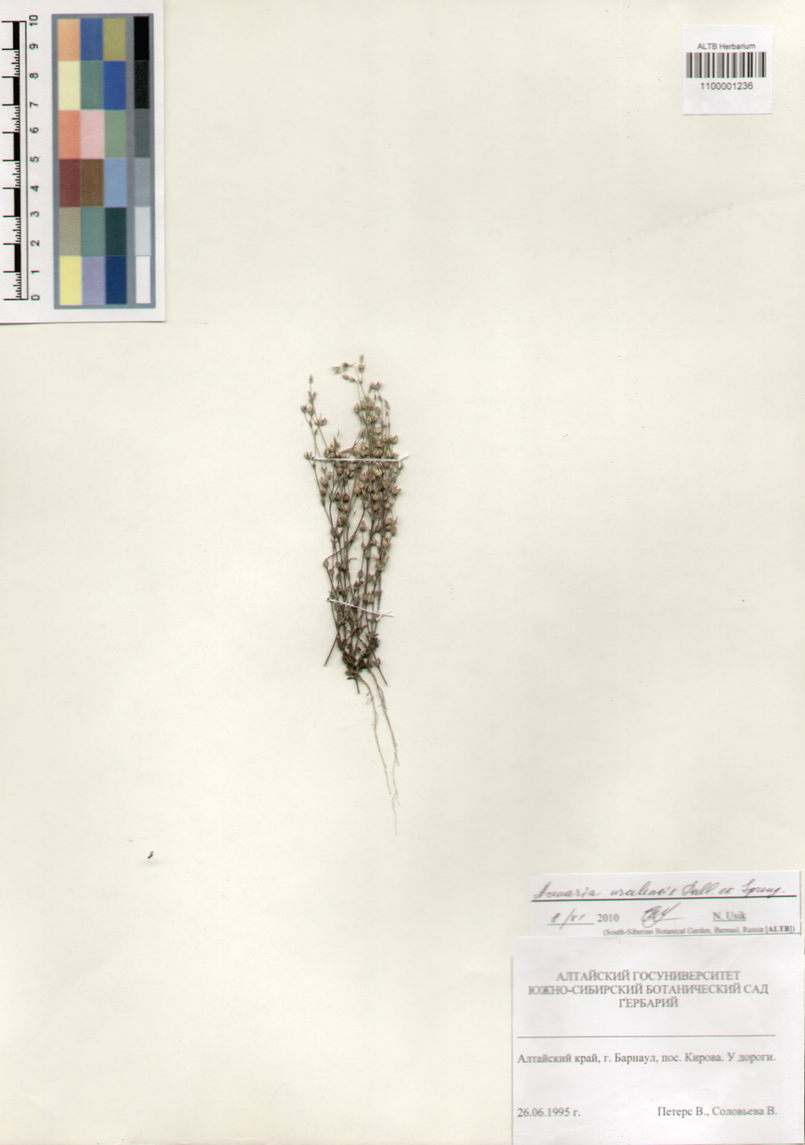 Caryophyllaceae,Arenaria serpyllifolia L.