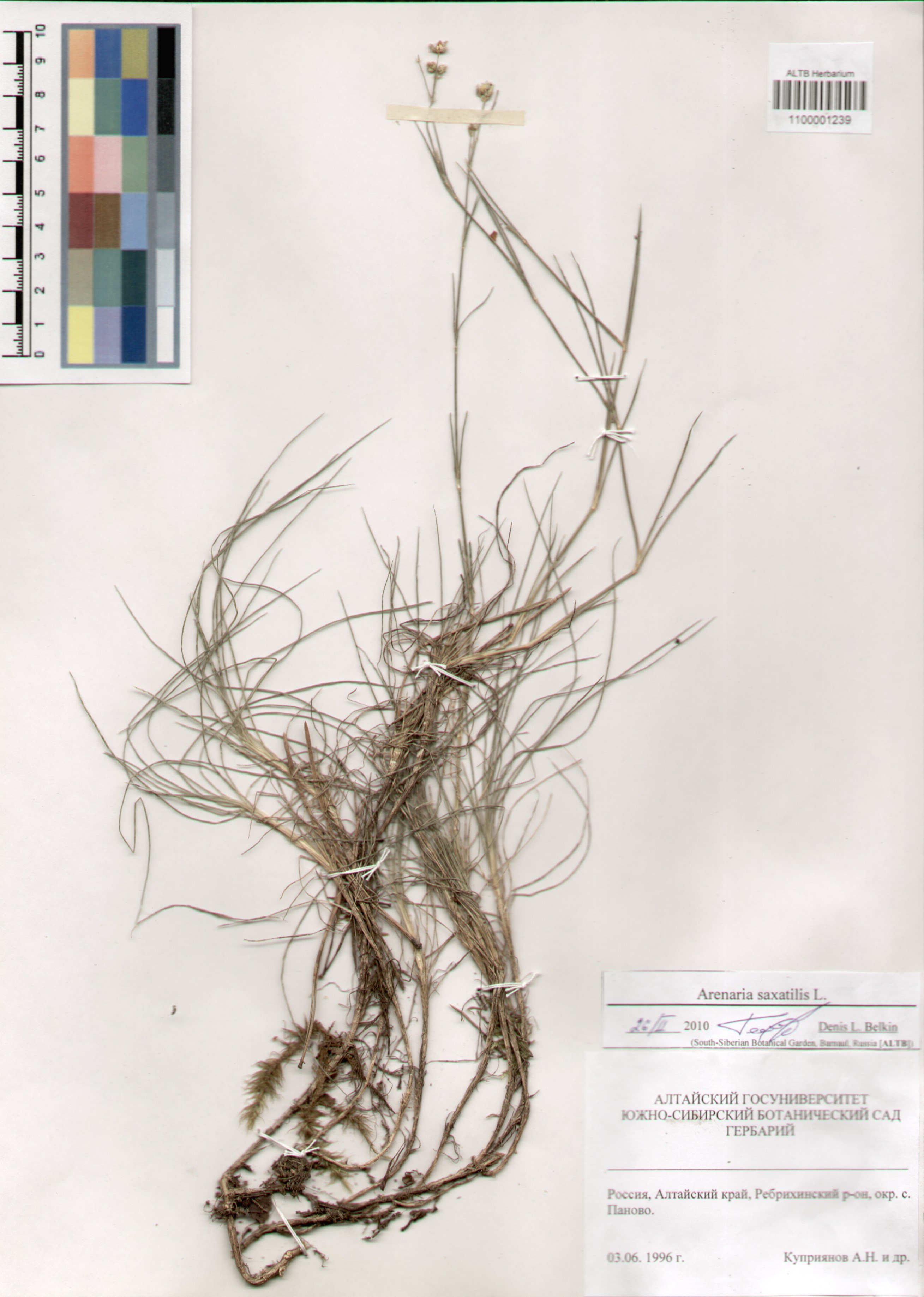 Caryophyllaceae,Arenaria saxatilis L.