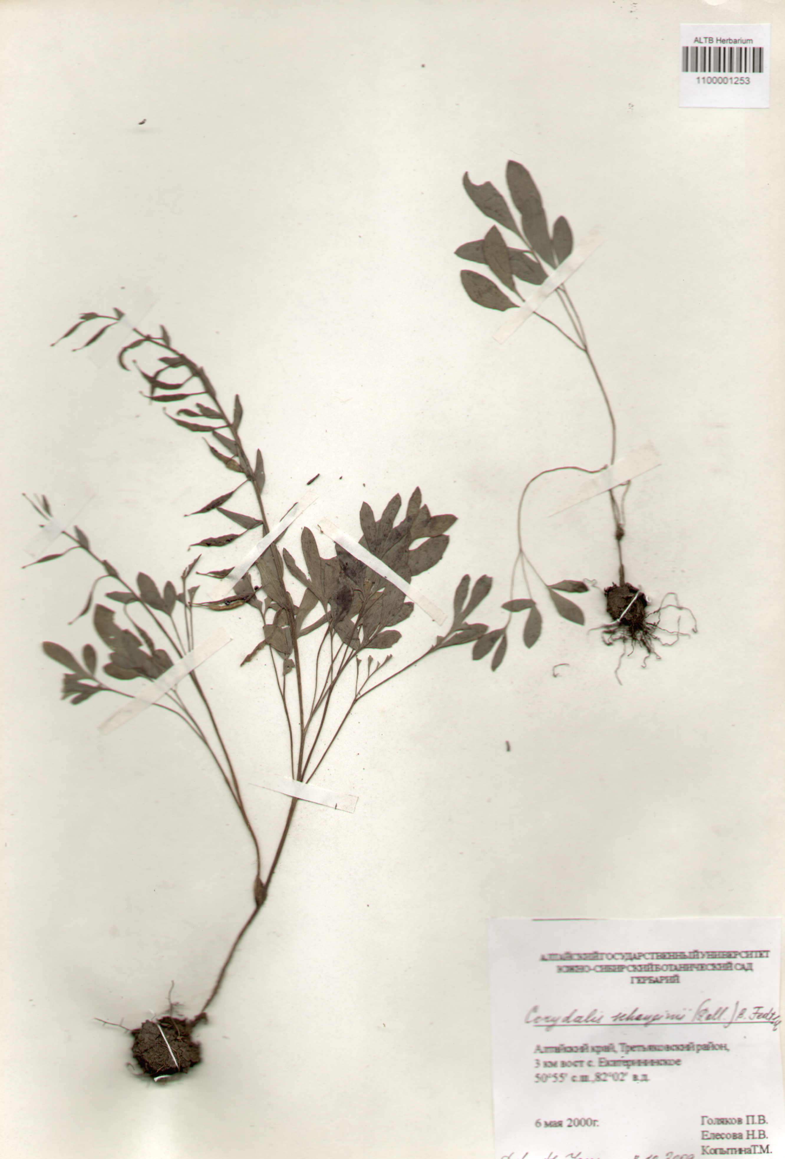 Fumariaceae,Corydalis schanginii (Pall.) B. Fedtsch.
