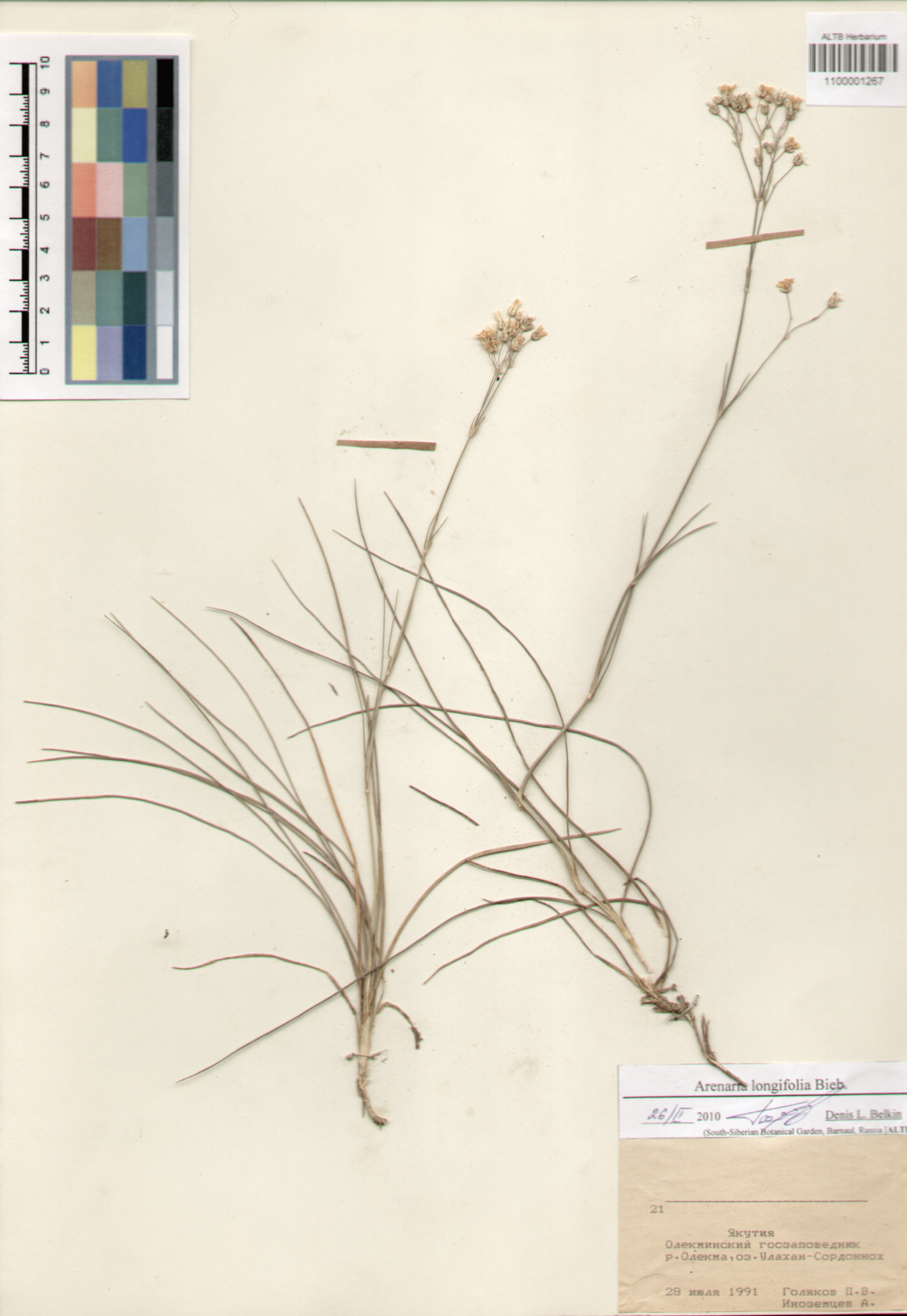 Caryophyllaceae,Arenaria longifolia Bieb.