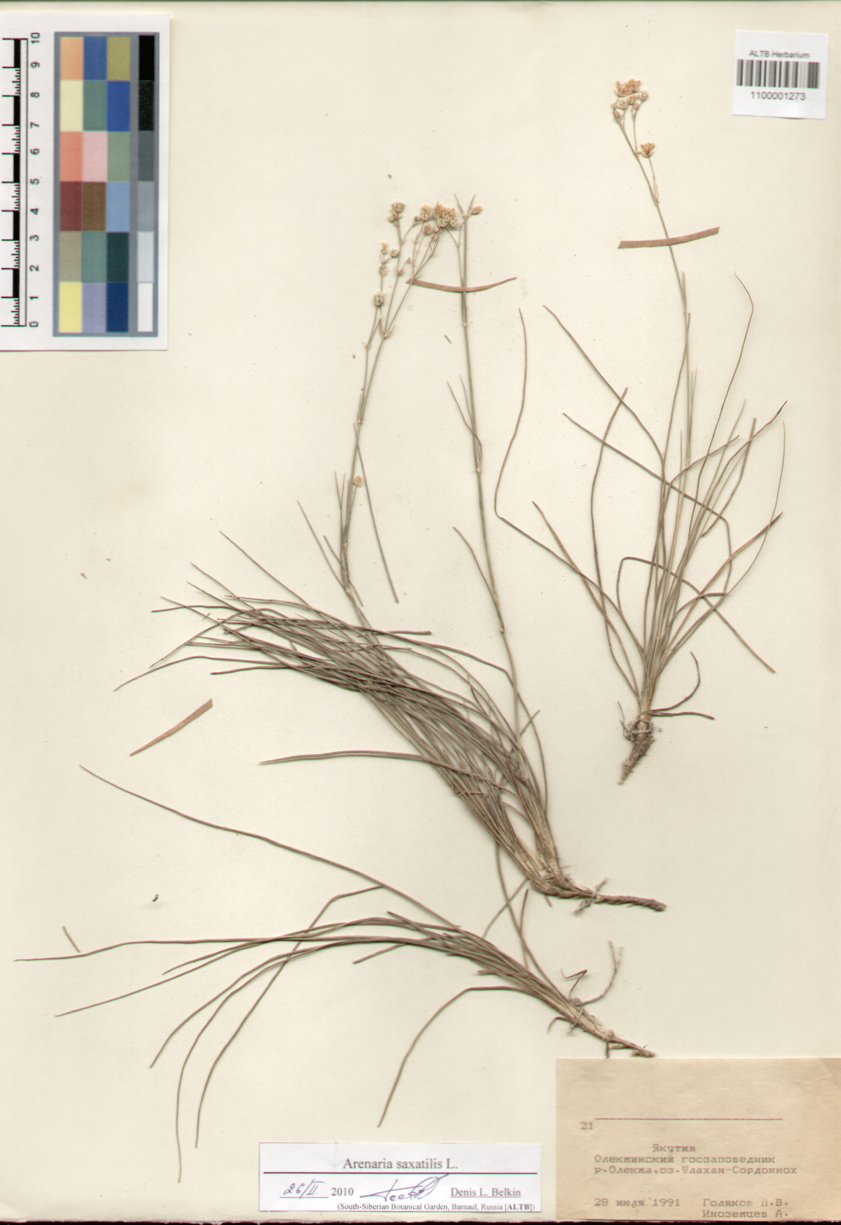 Caryophyllaceae,Arenaria saxatilis L.