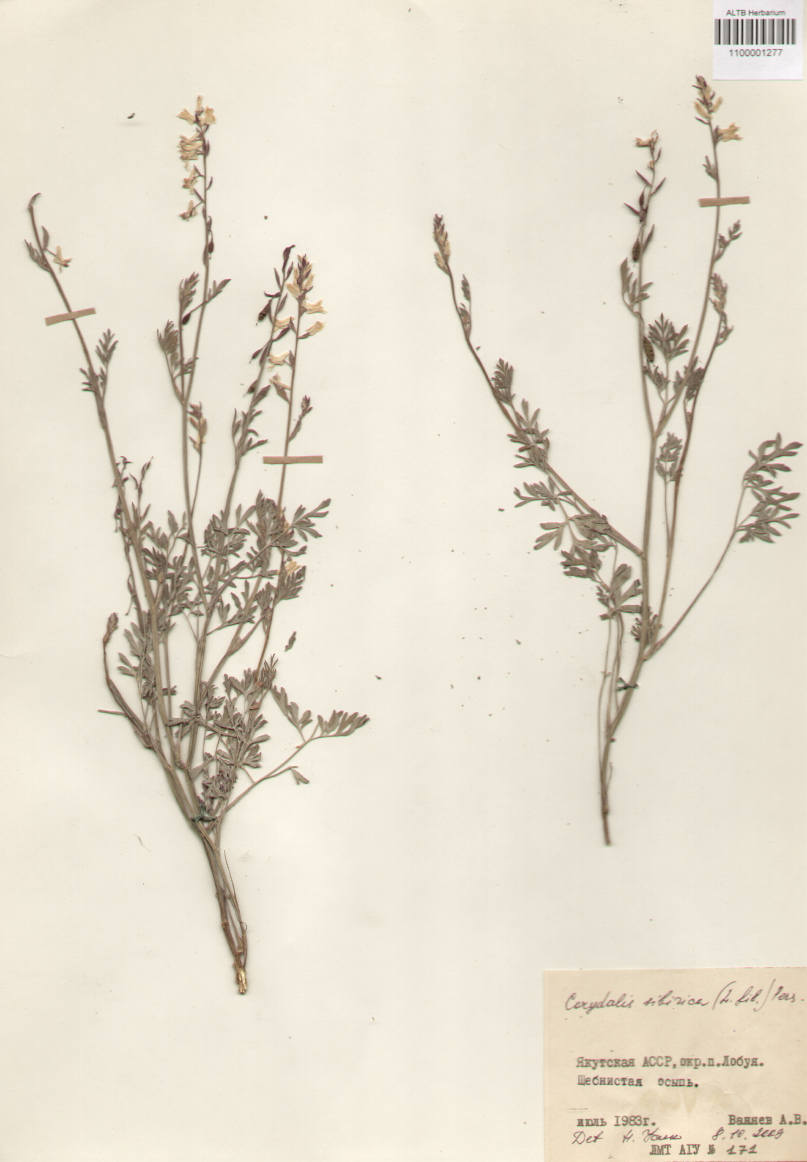 Fumariaceae,Corydalis sibirica (L. fil) Pers.