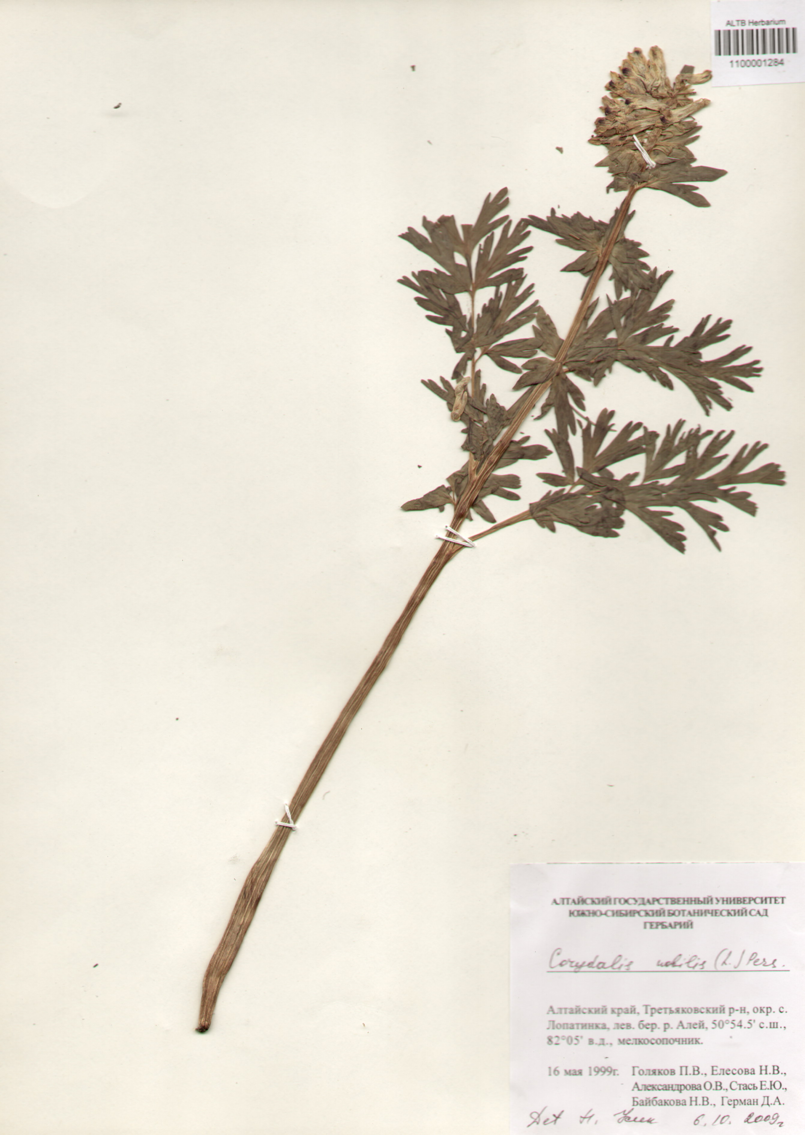 Fumariaceae,Corydalis nobilis (L.) Pers.