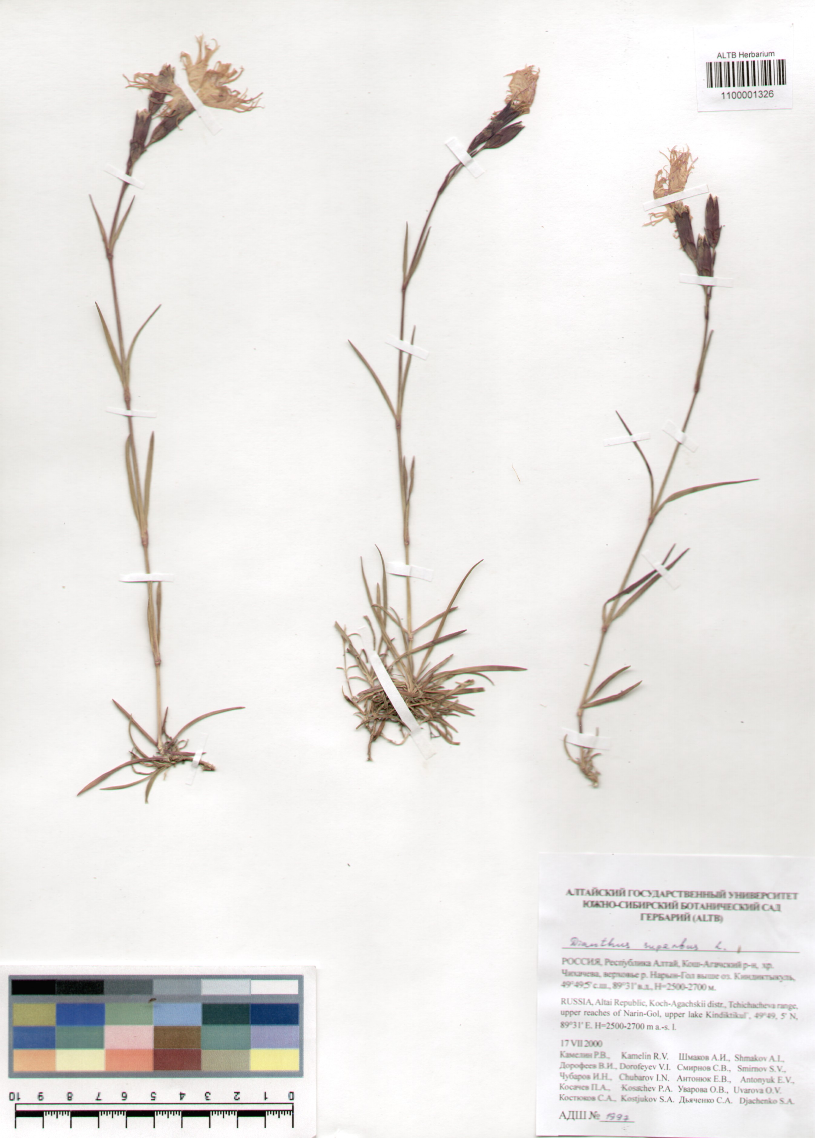 Caryophyllaceae,Dianthus superbus L.