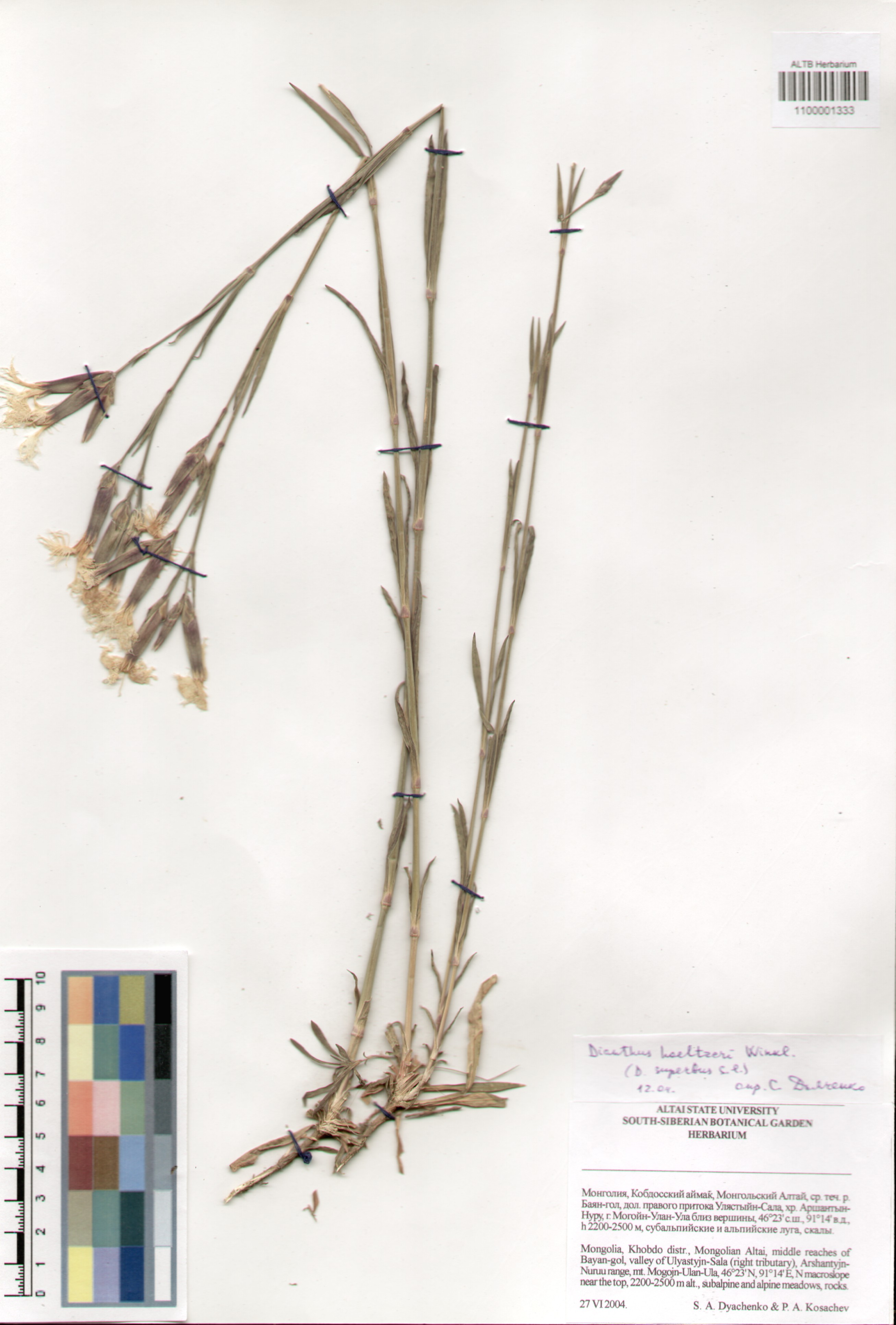 Caryophyllaceae,Dianthus hoeltzeri C. Winkl.