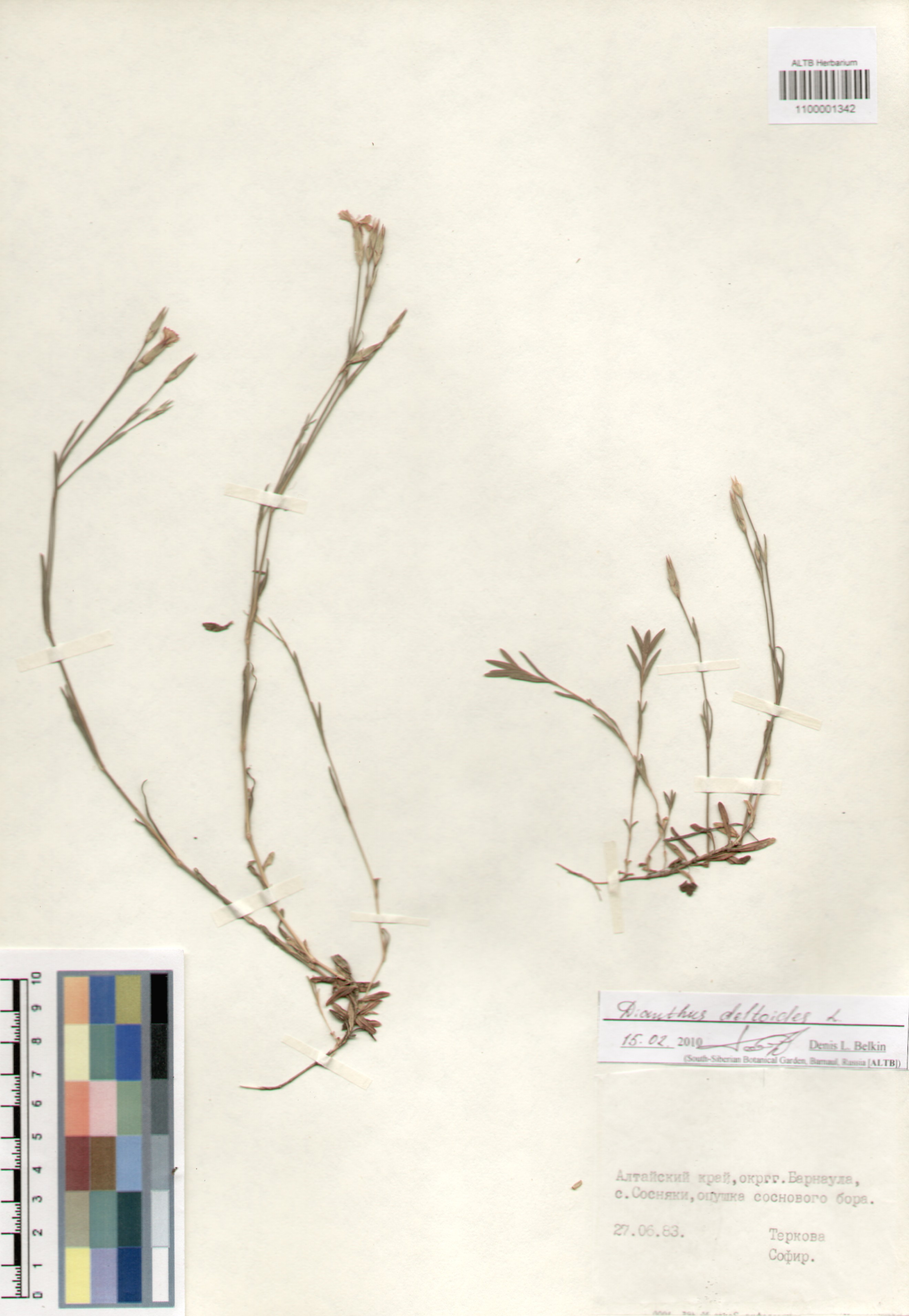 Caryophyllaceae,Dianthus deltoides L.