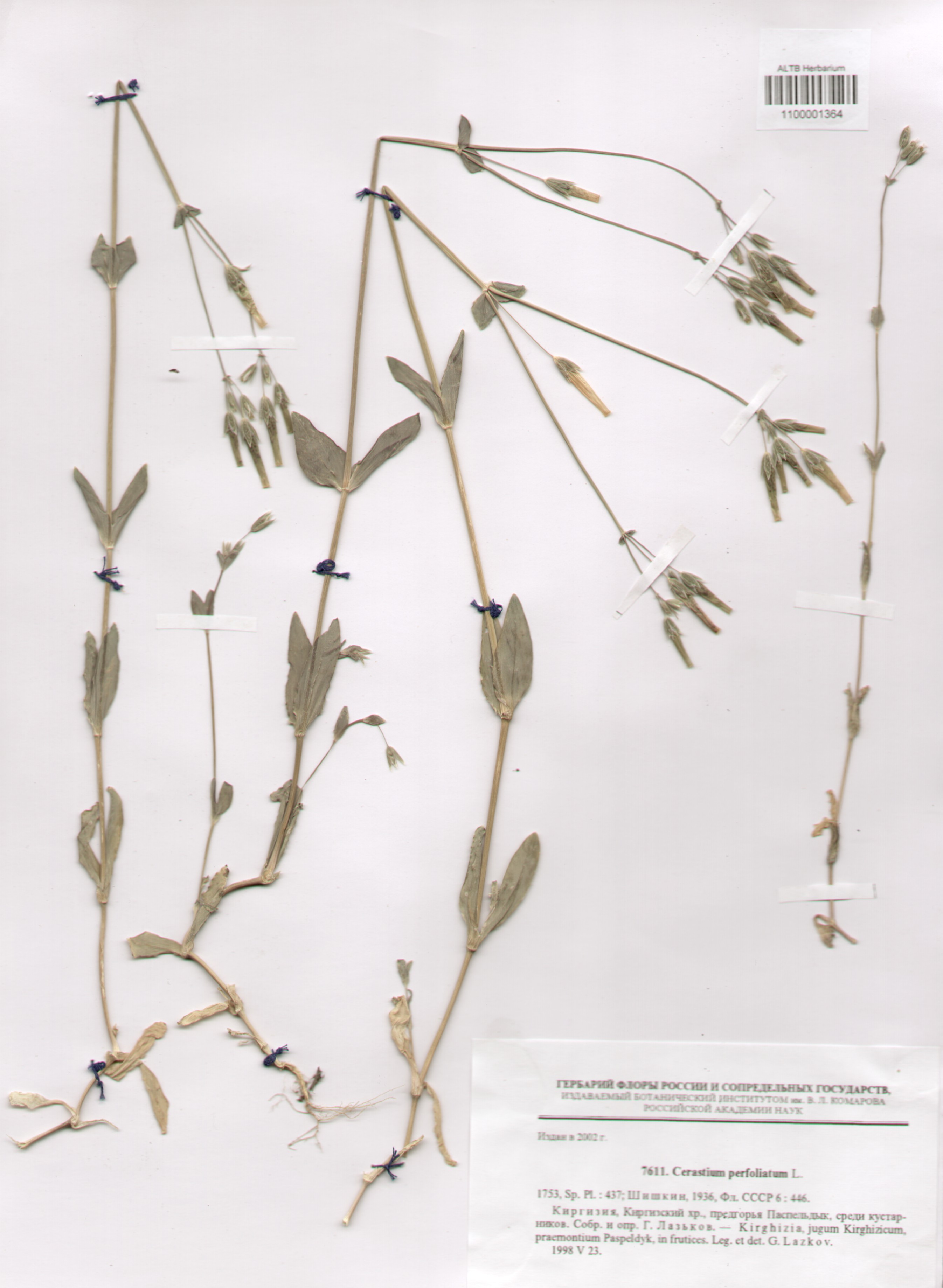 Caryophyllaceae,Cerastium perfoliatum L.