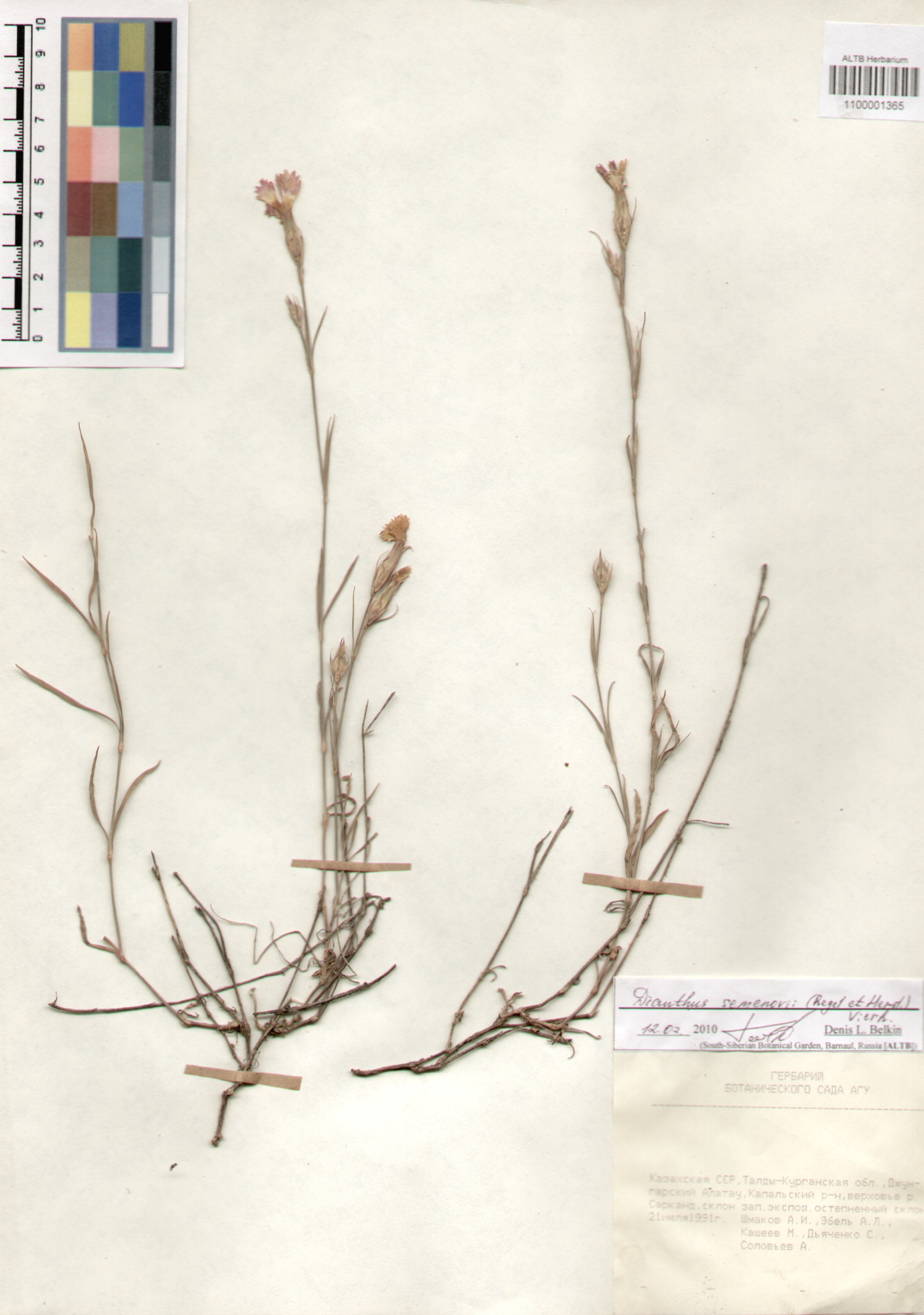 Caryophyllaceae,Dianthus semenovii (Regel et Herd) Vierh.