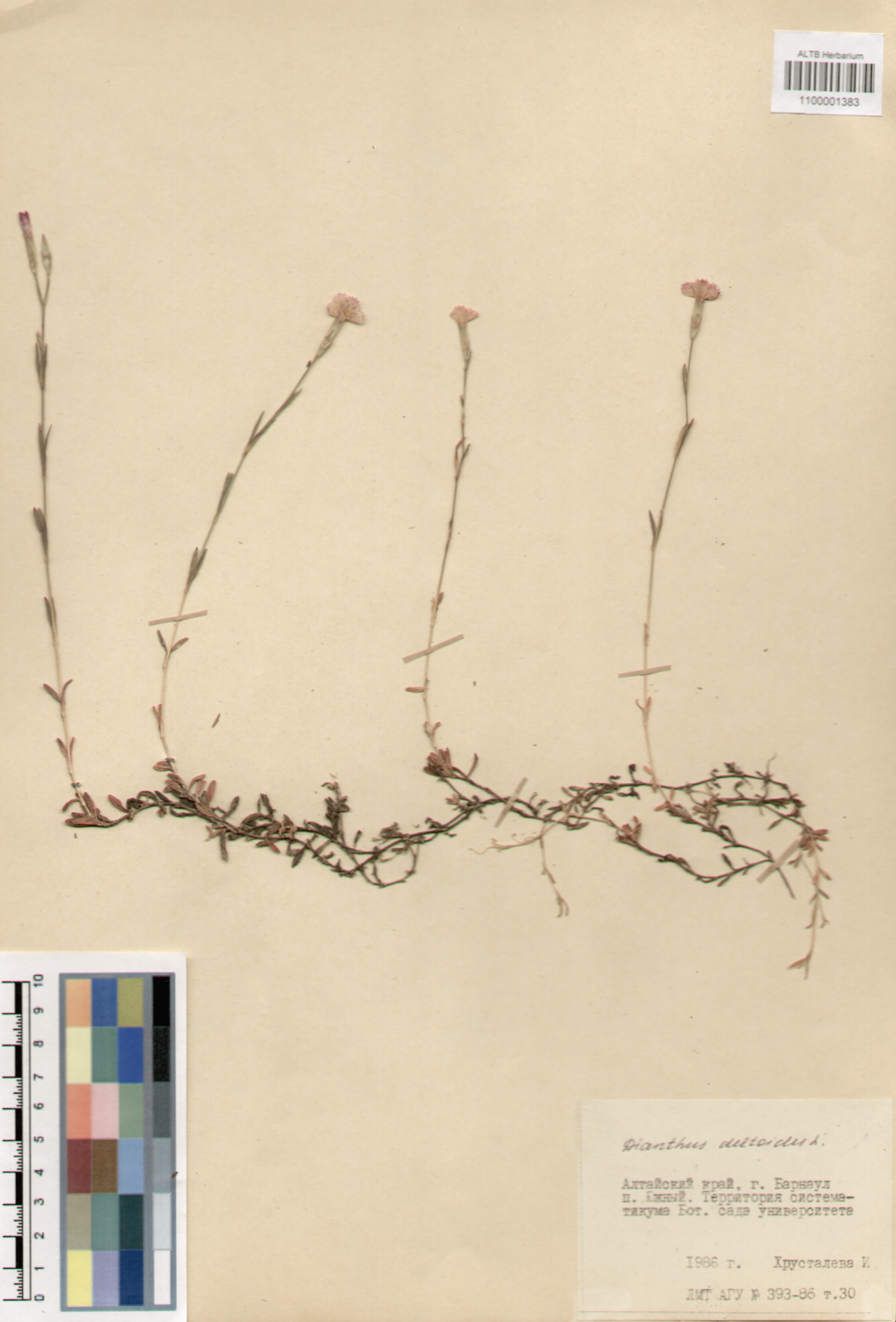 Dianthus deltoides L.