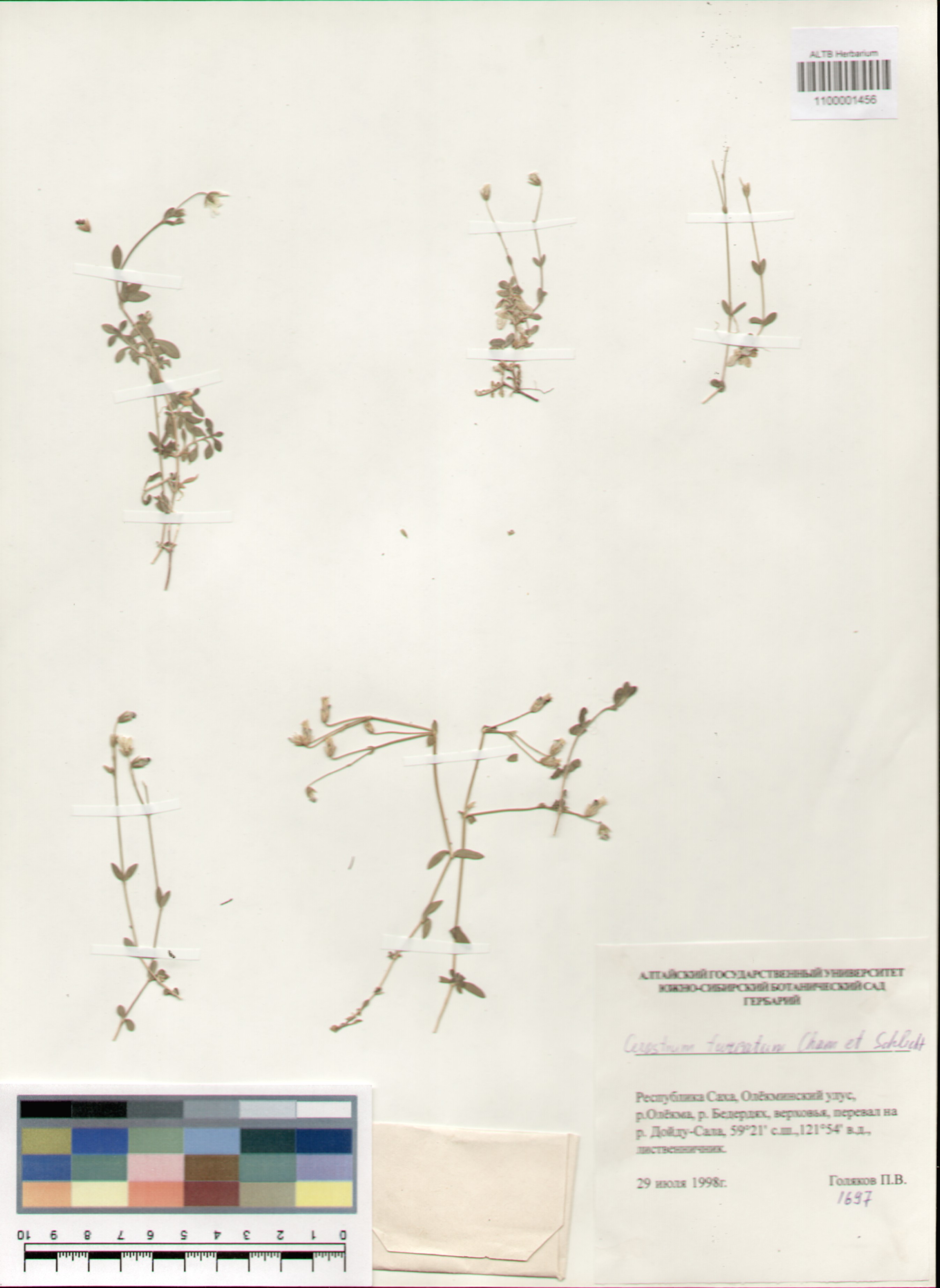 Caryophyllaceae,Cerastium furcatum Cham. et Schlecht.