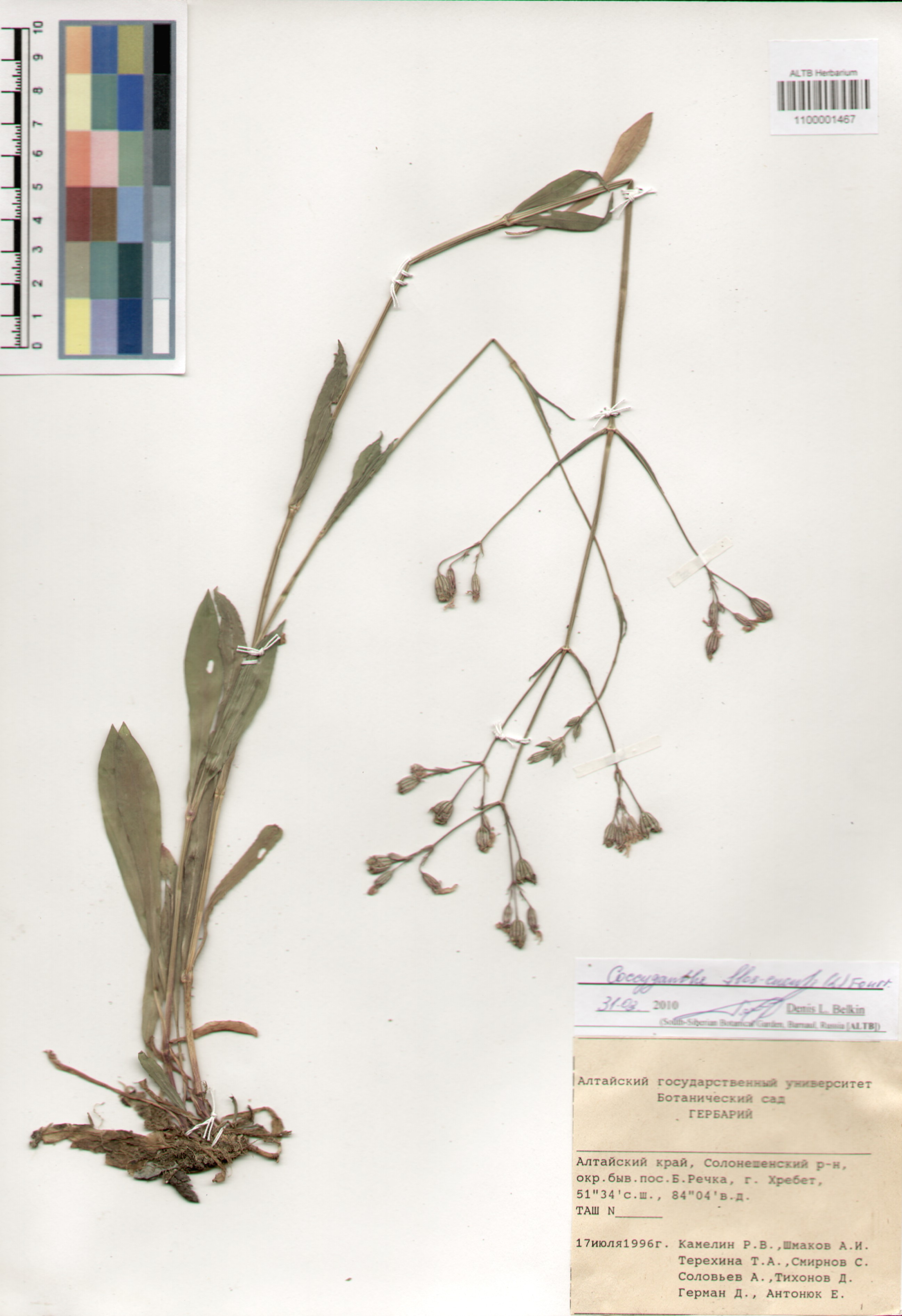 Caryophyllaceae,Coccyganthe flos-cuculi (L.) Fourr.