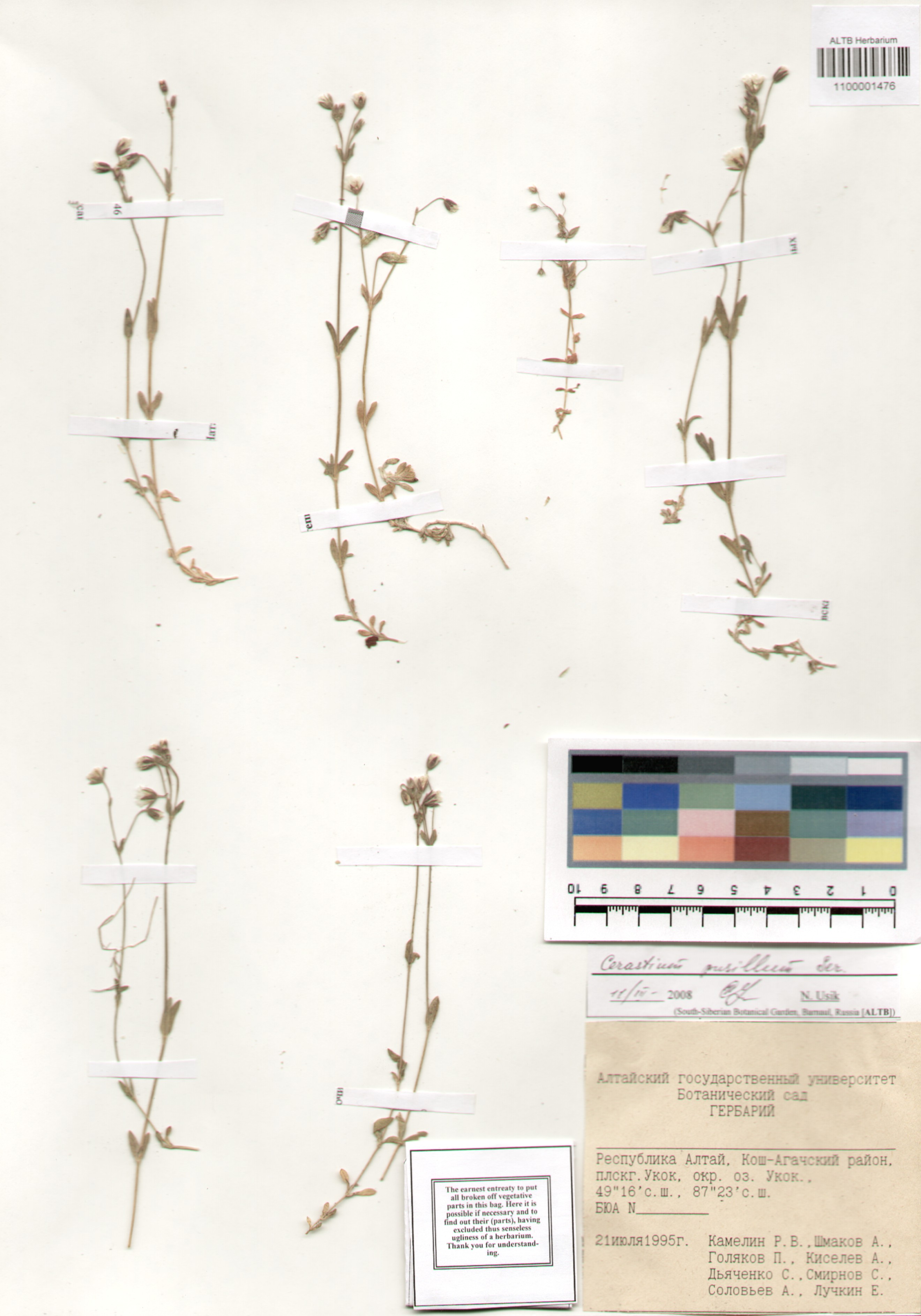Caryophyllaceae,Cerastium pusillum Ser.