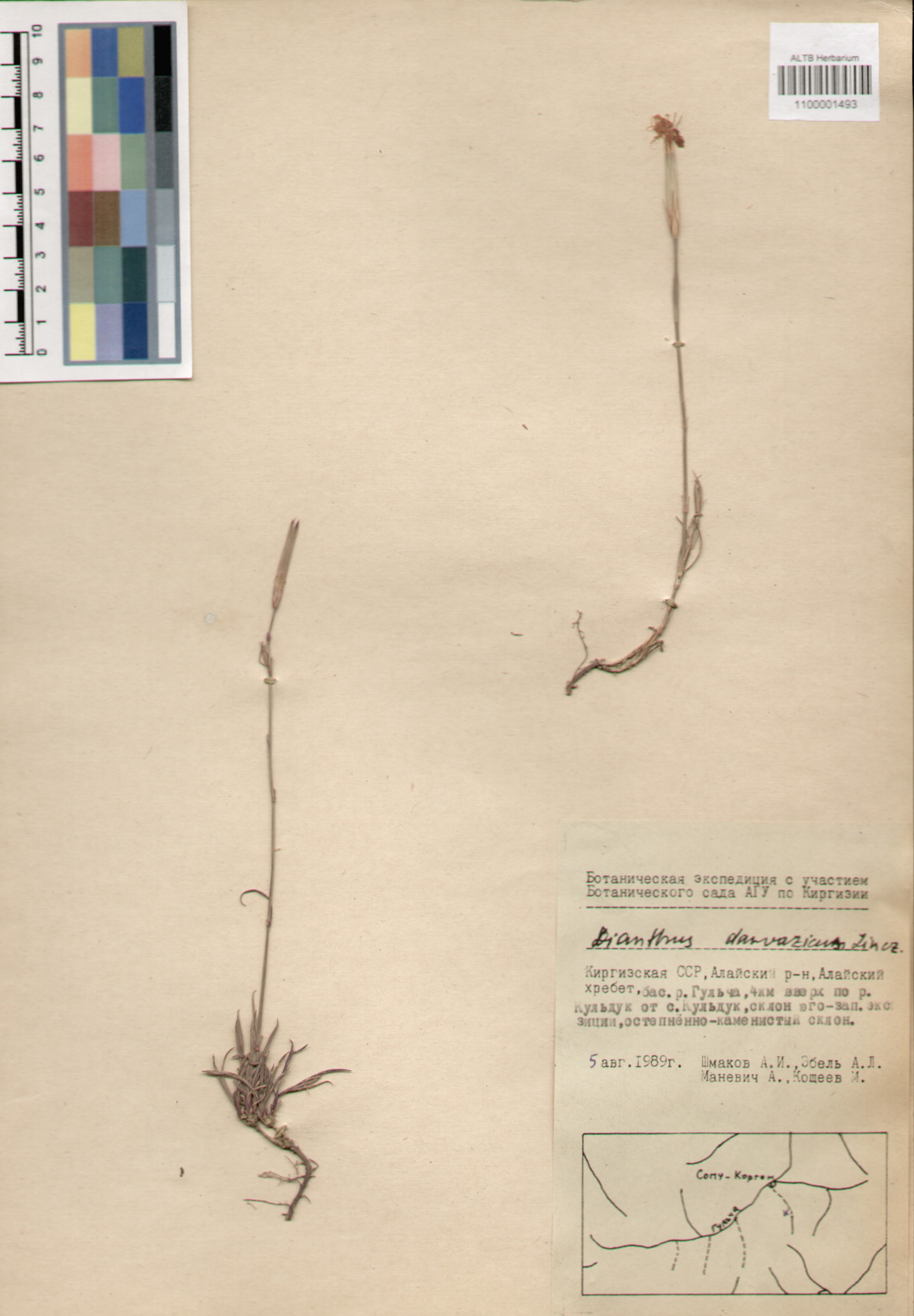Caryophyllaceae,Dianthus darvazicus Lincz.
