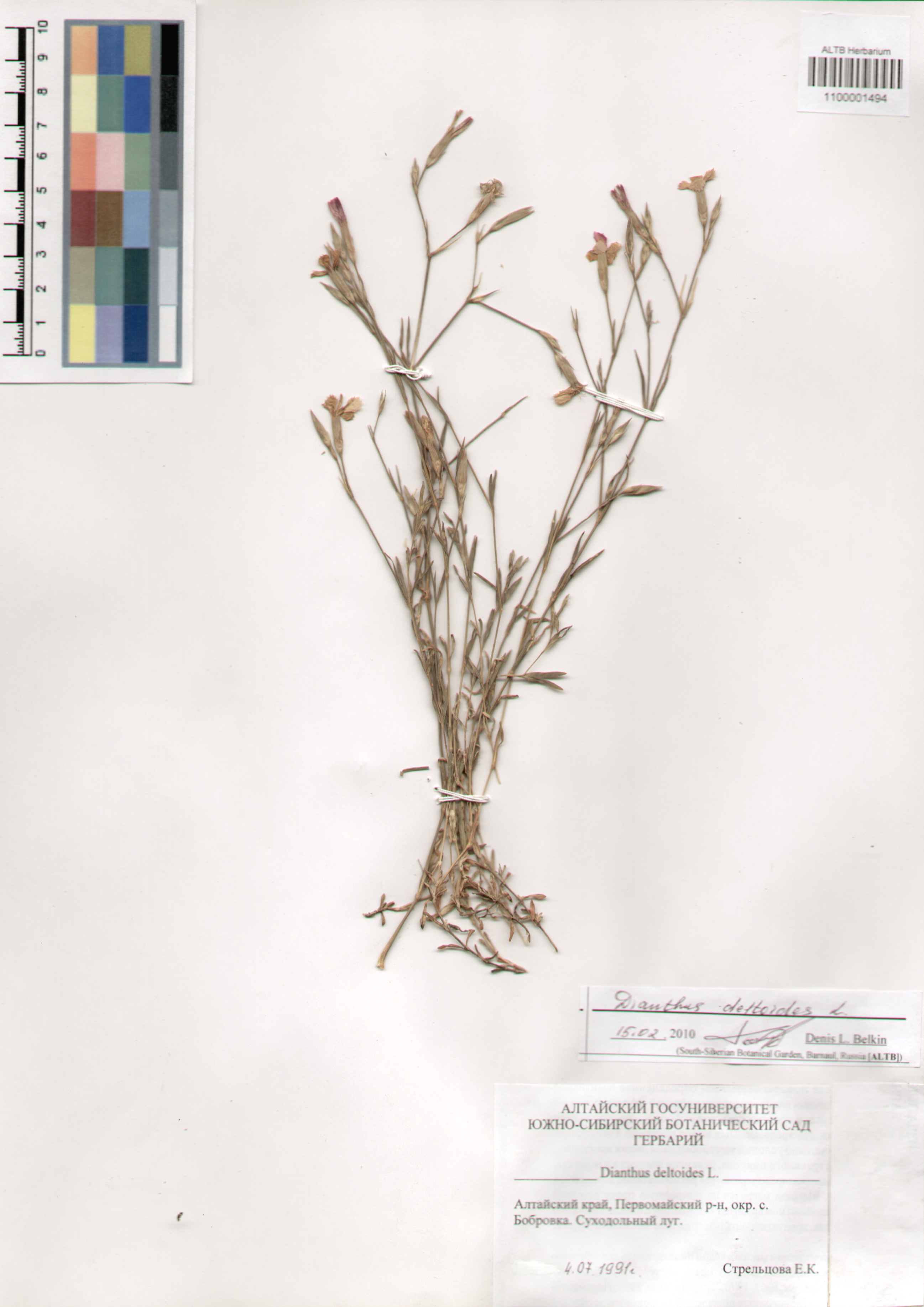 Caryophyllaceae,Dianthus deltoides L.