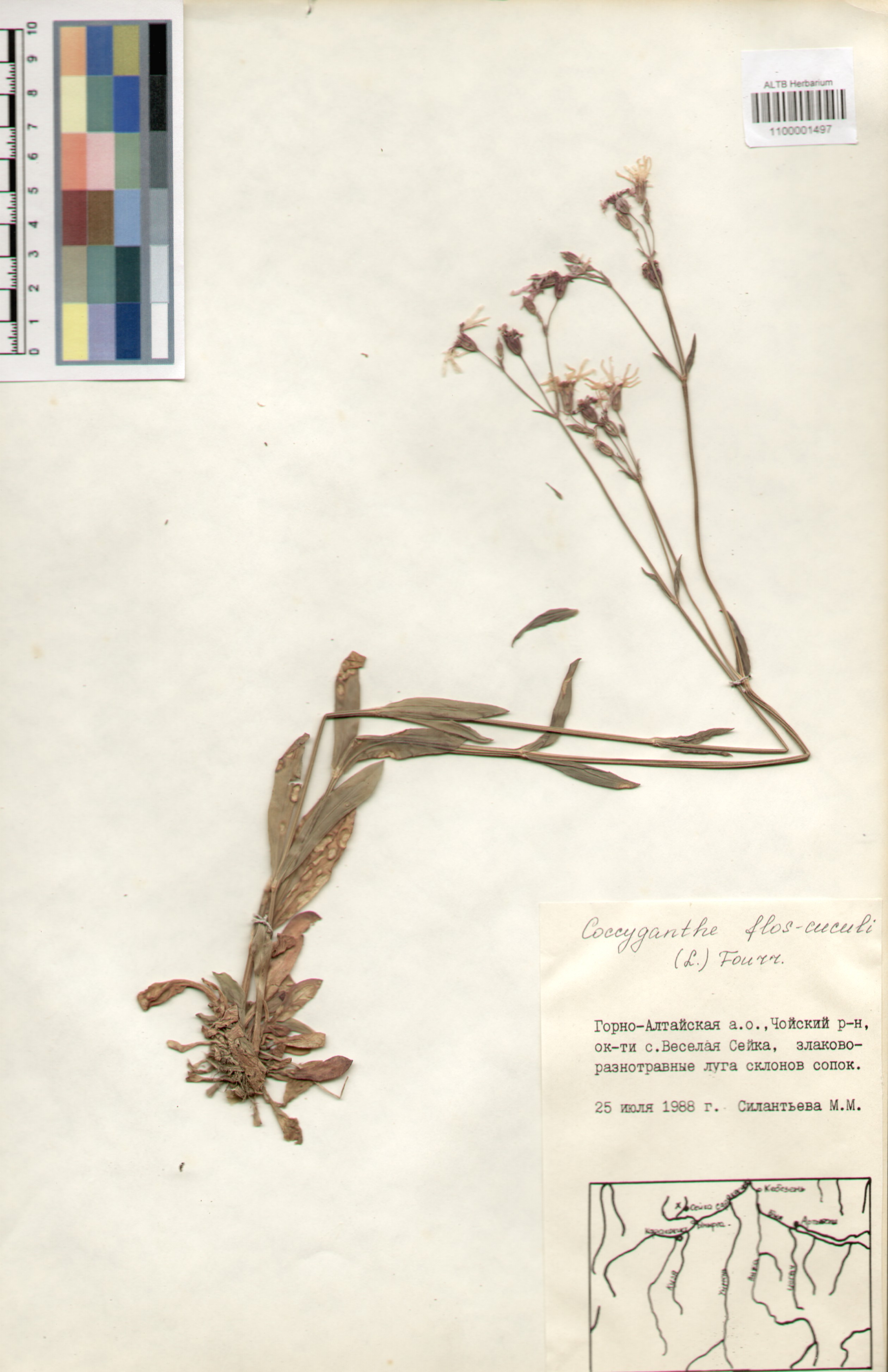 Caryophyllaceae,Coccyganthe flos-cuculi (L.) Fourr.