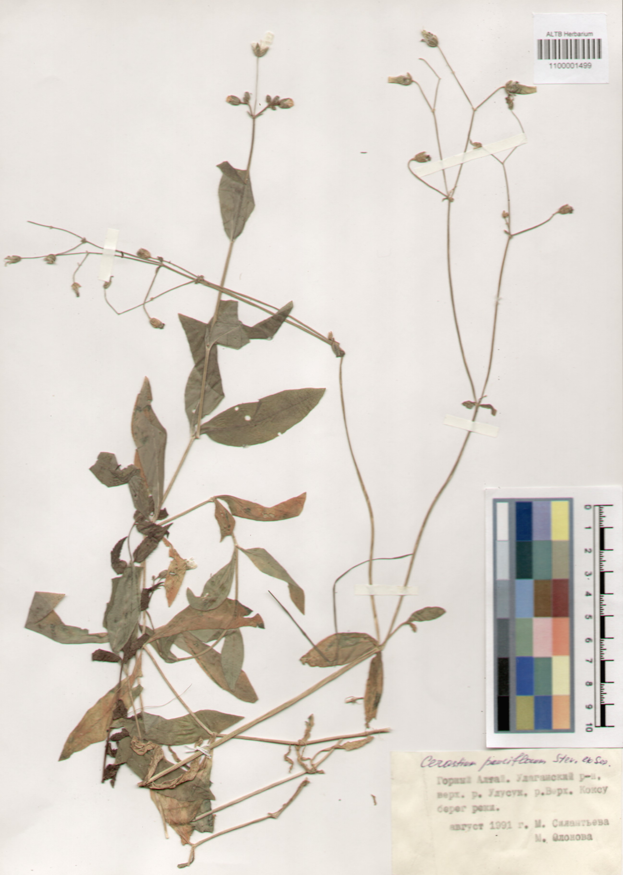 Caryophyllaceae,Cerastium pauciflorum Stev.