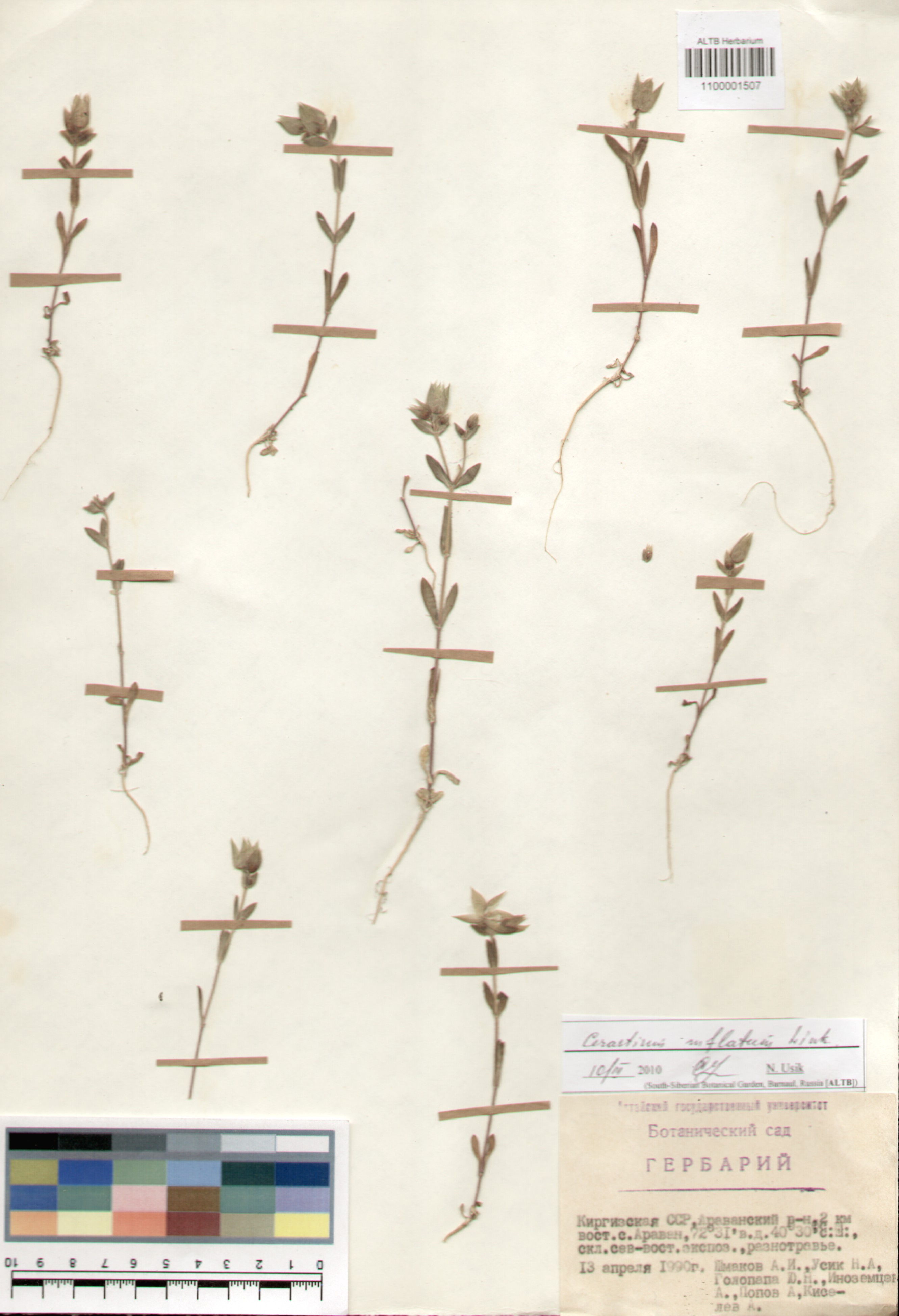 Caryophyllaceae,Cerastium inflatum Link.