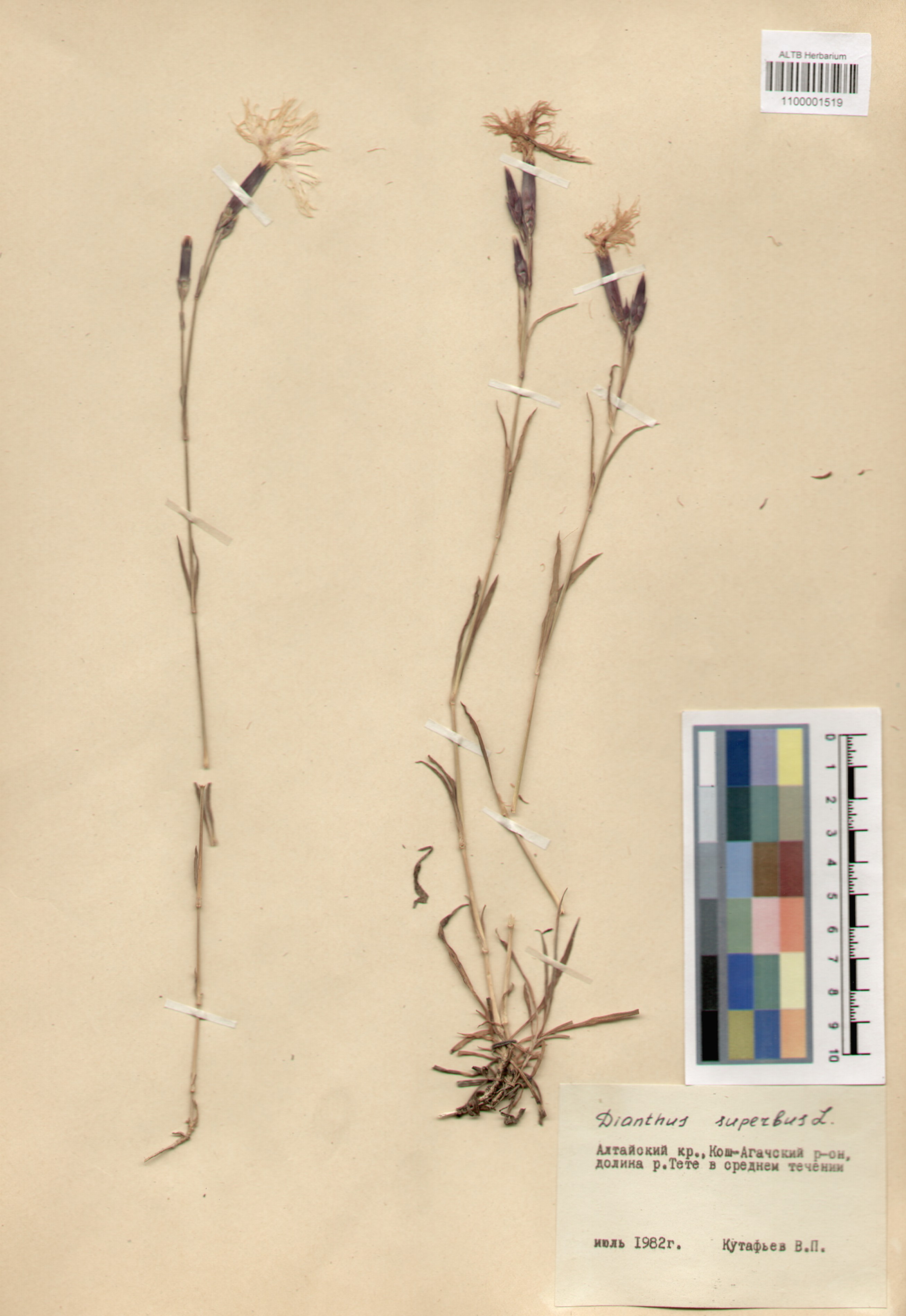 Dianthus superbus L.