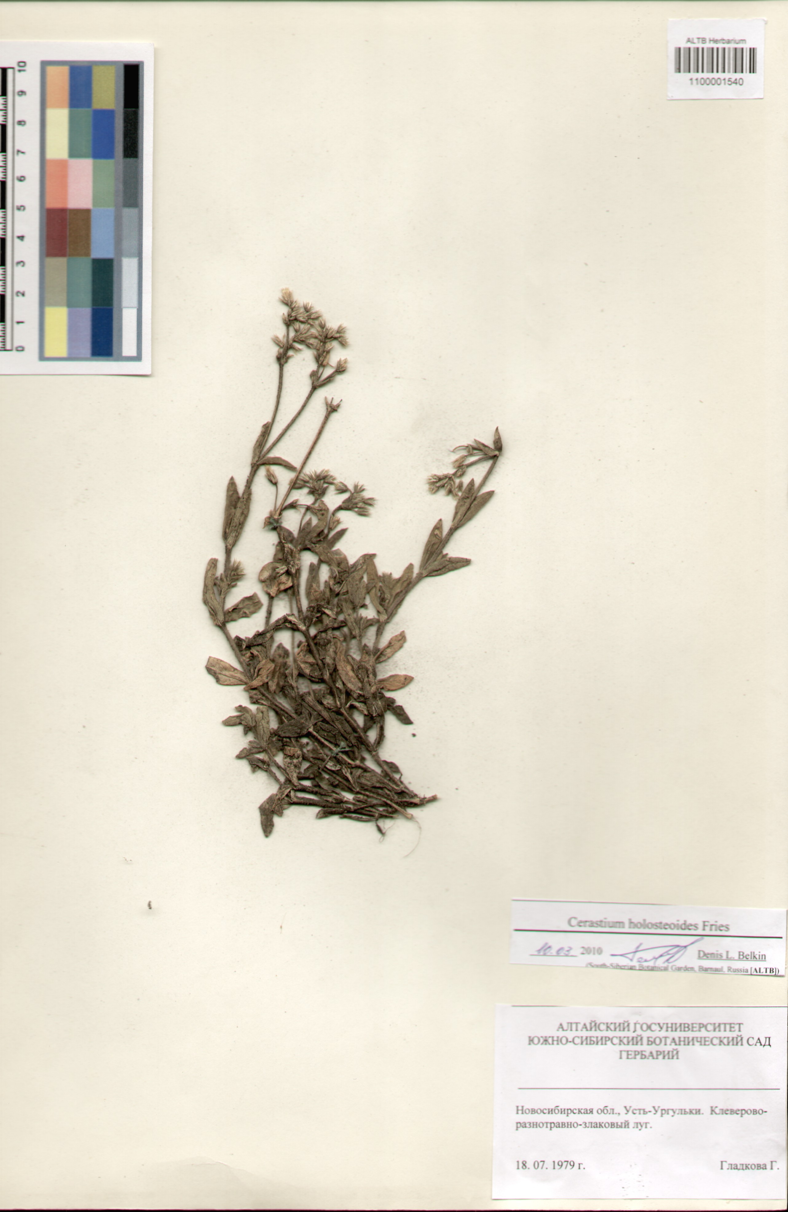 Cerastium holosteoides Fries.