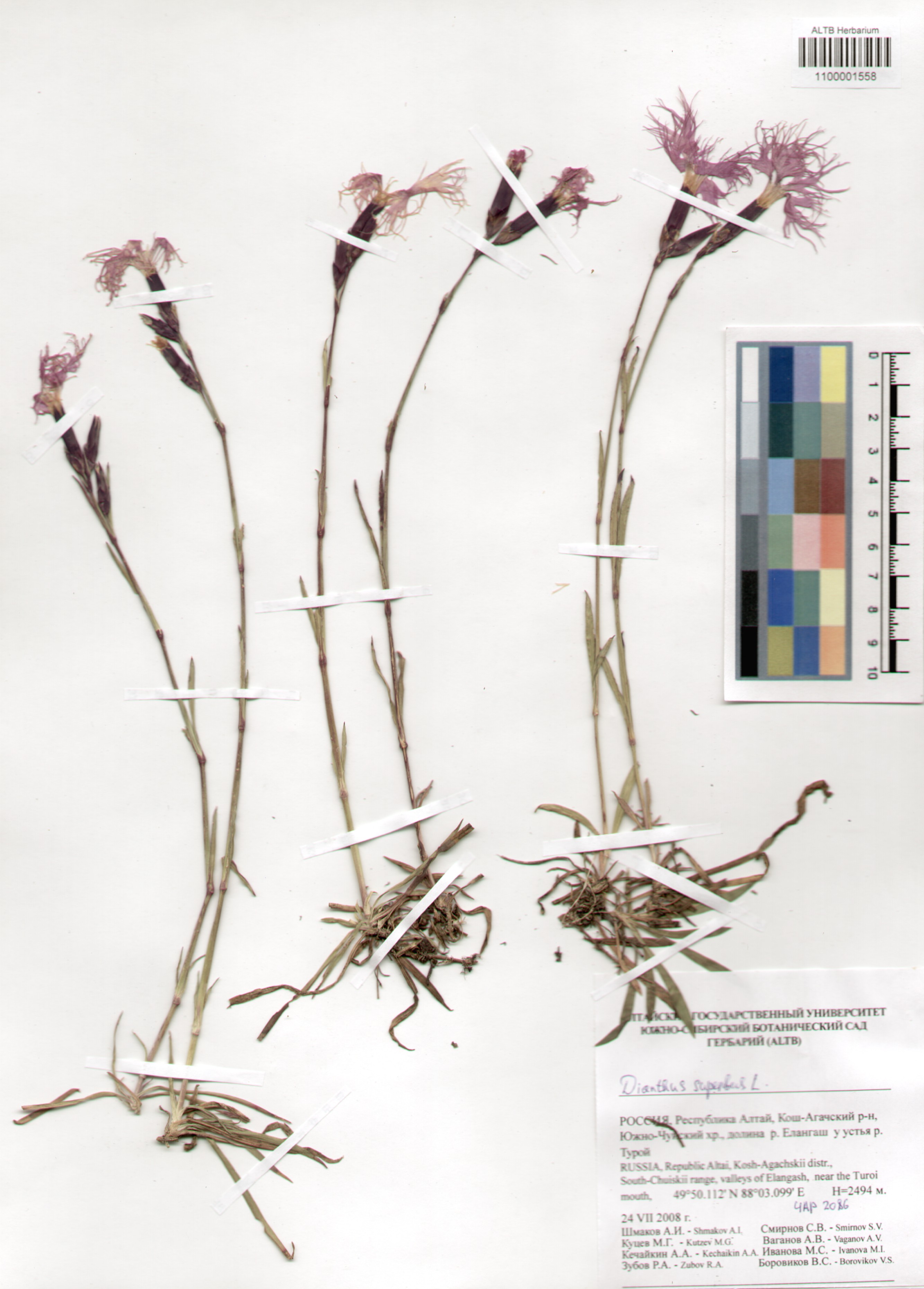 Dianthus superbus L.