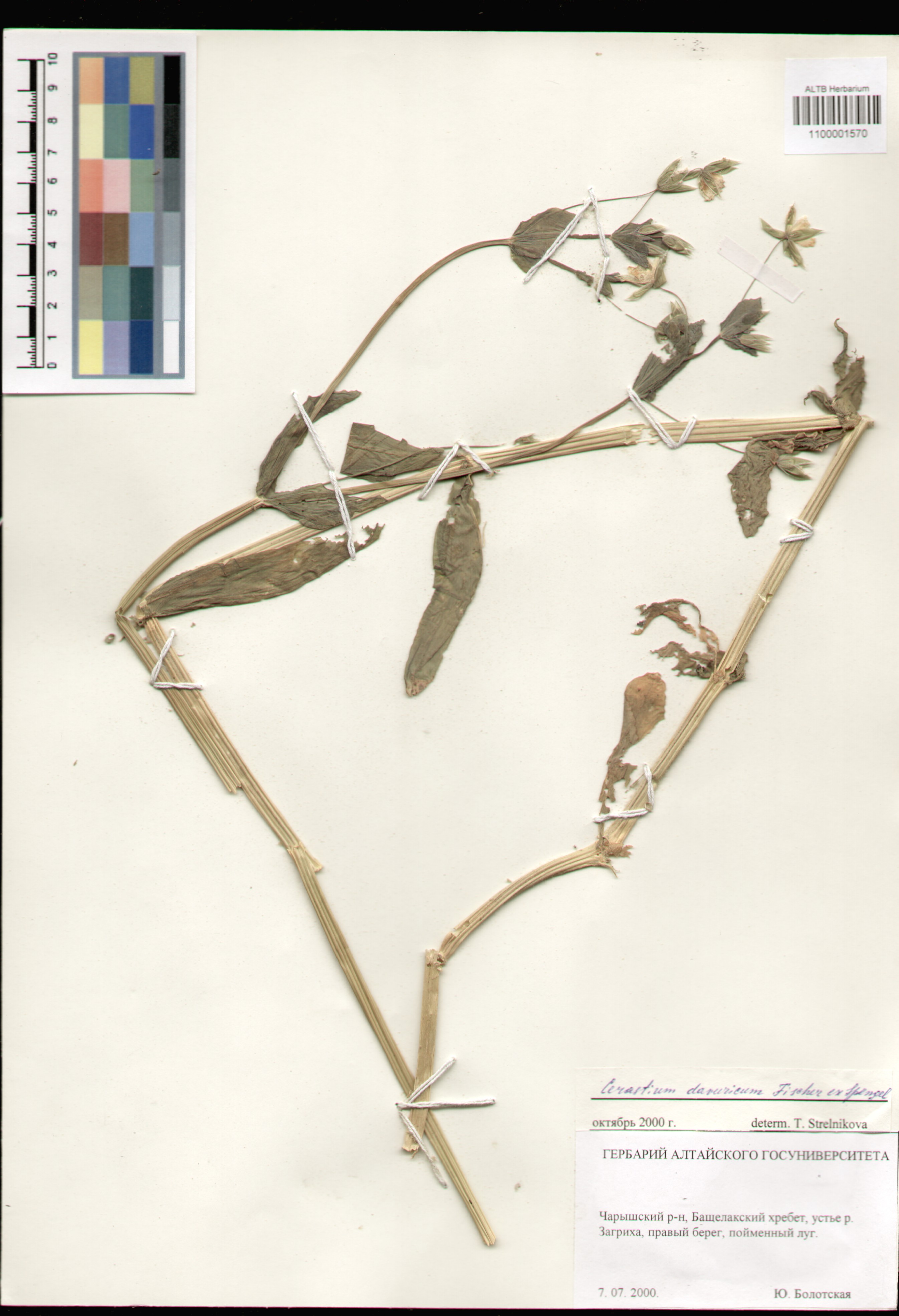 Caryophyllaceae,Cerastium davuricum Fisch. ex Spreng.