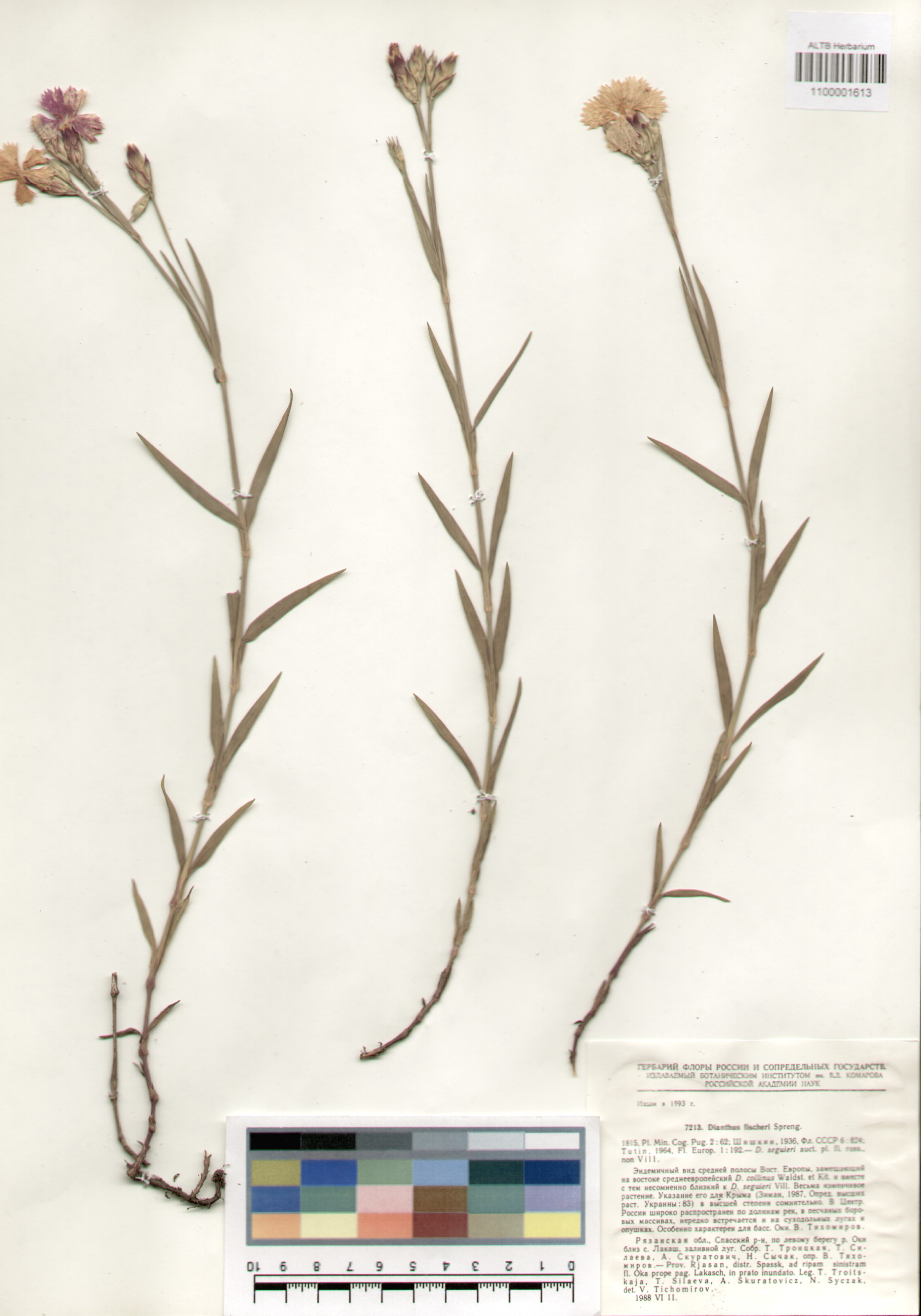 Caryophyllaceae,Dianthus fischeri Spreng.
