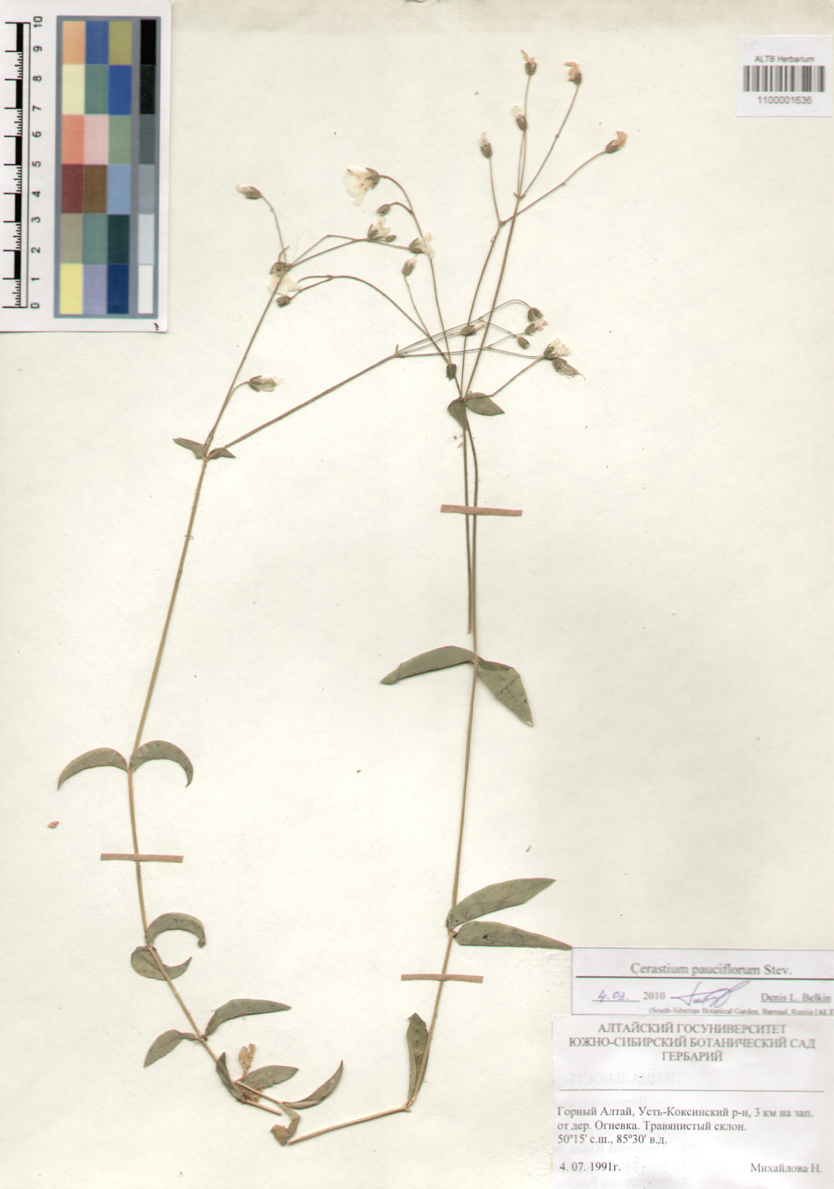 Caryophyllaceae,Cerastium pauciflorum Stev.