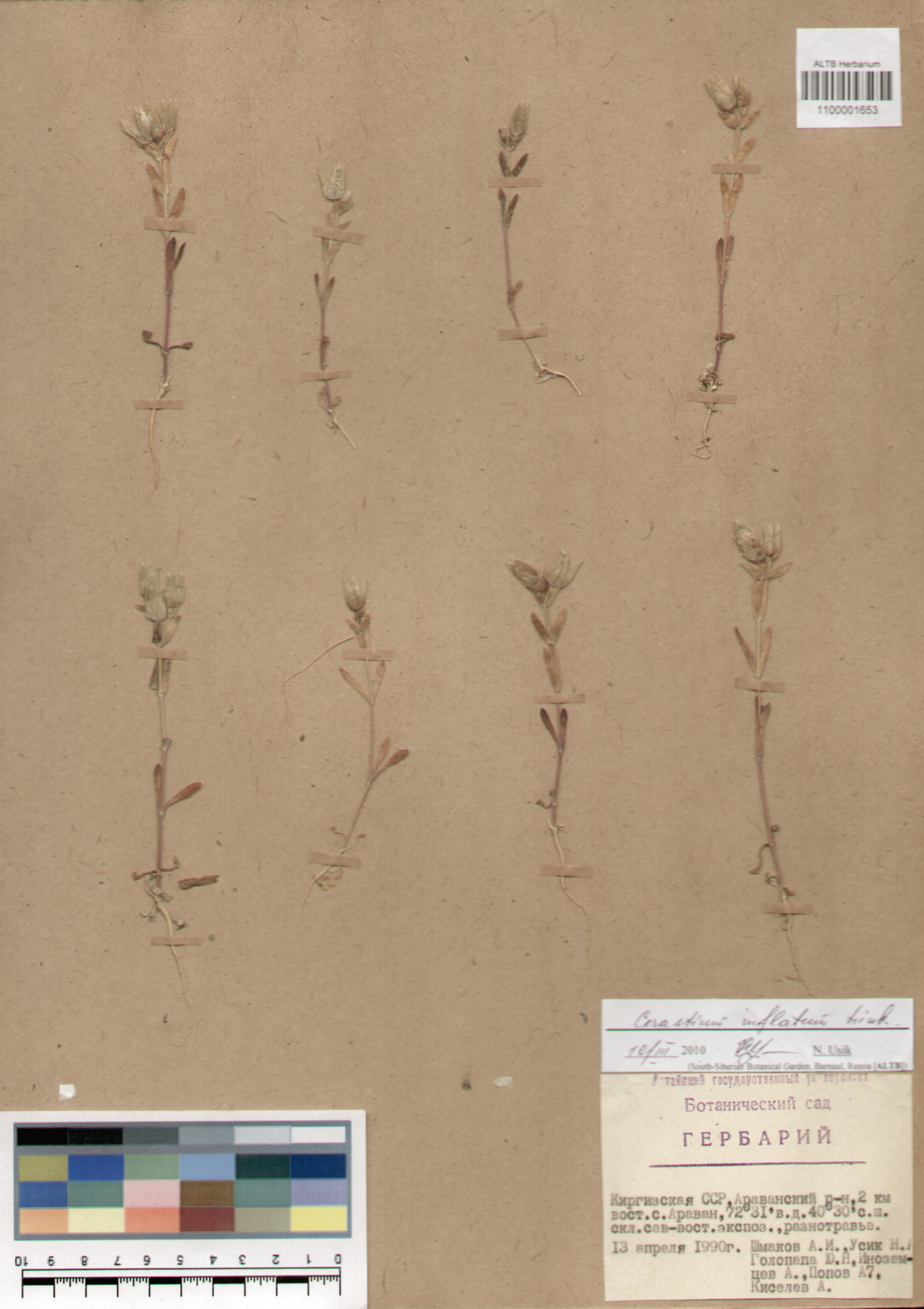 Caryophyllaceae,Cerastium inflatum Link.