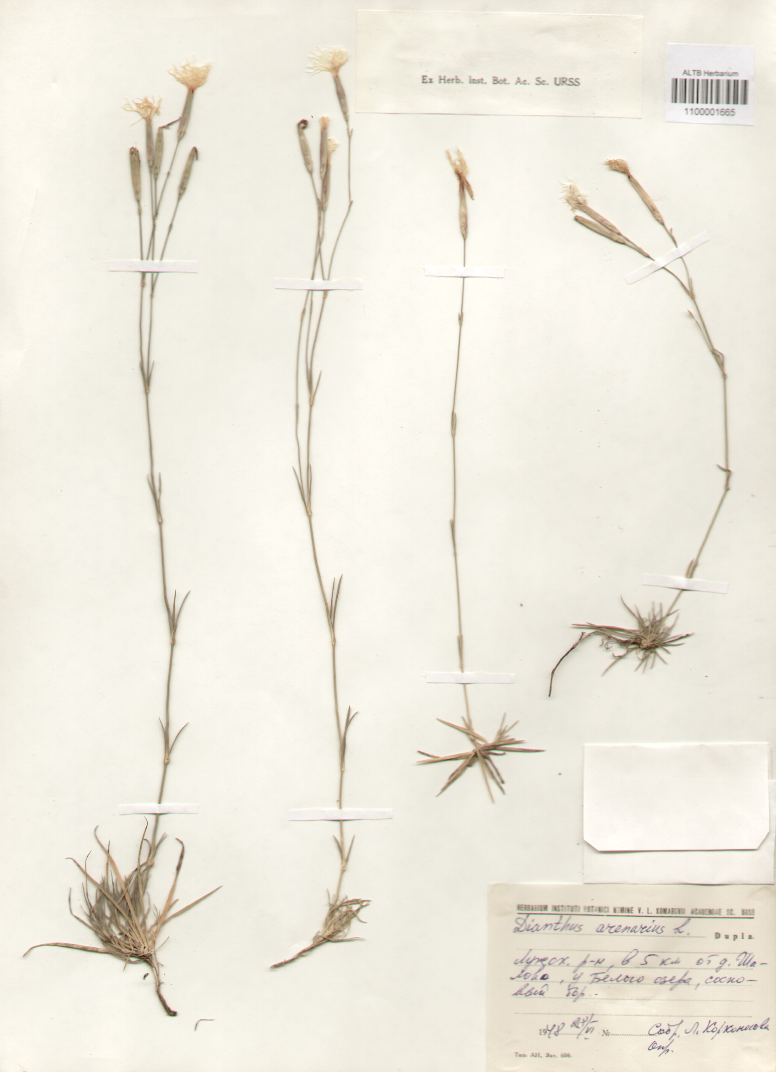 Caryophyllaceae,Dianthus arenarius L.