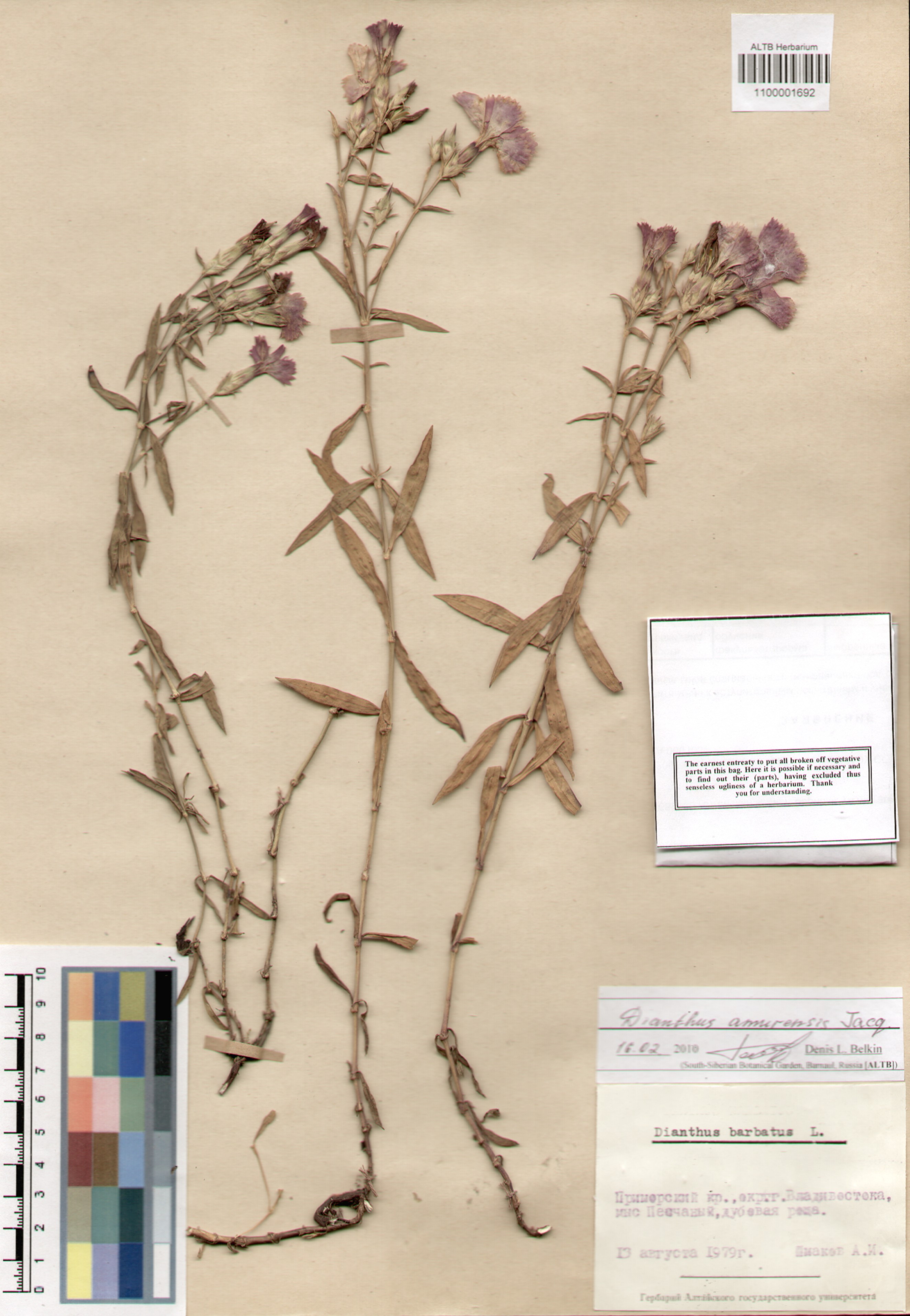 Caryophyllaceae,Dianthus amurensis Jacq.