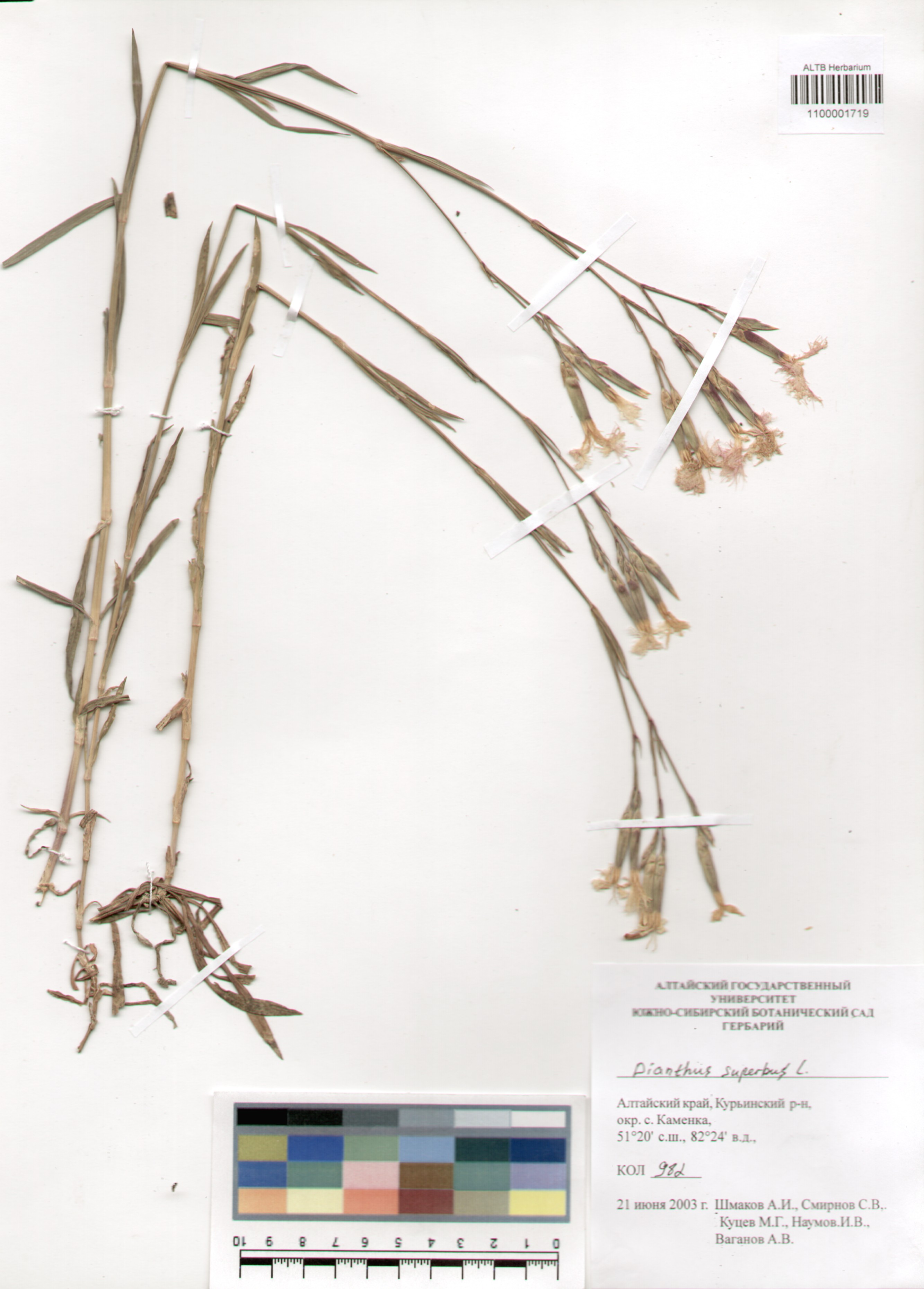 Caryophyllaceae,Dianthus superbus L.