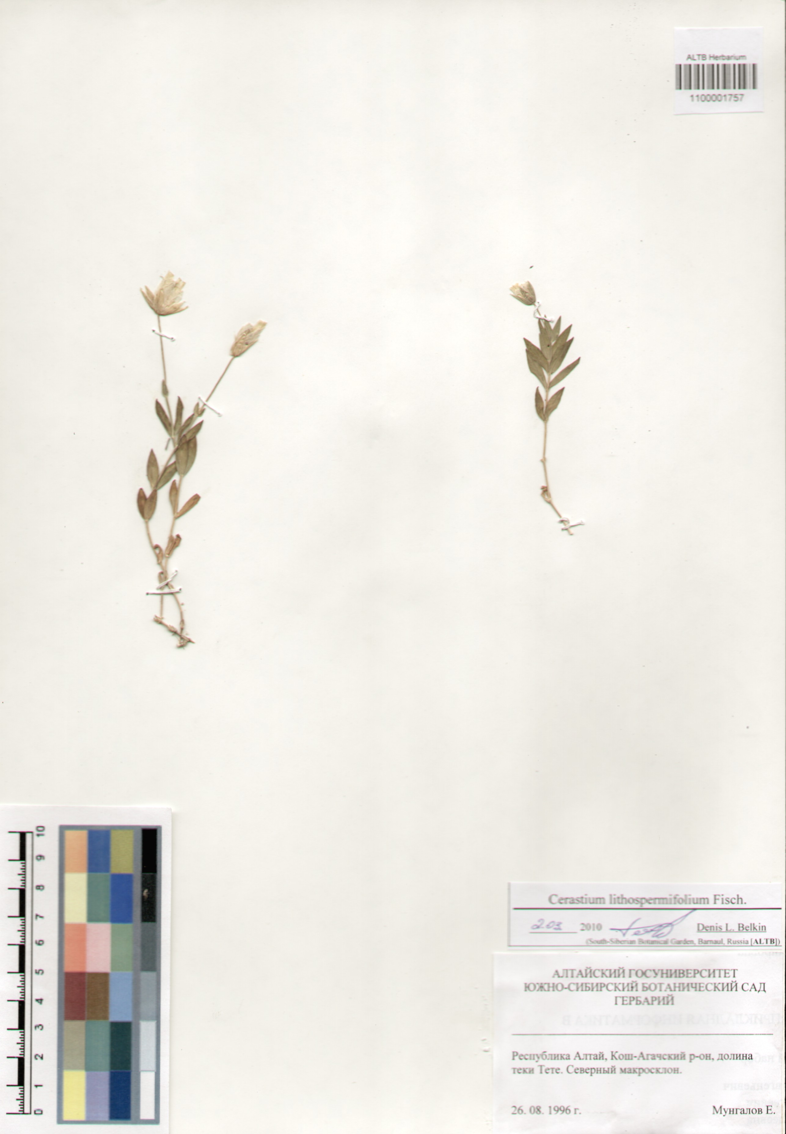 Cerastium litospermipholium Fisch.