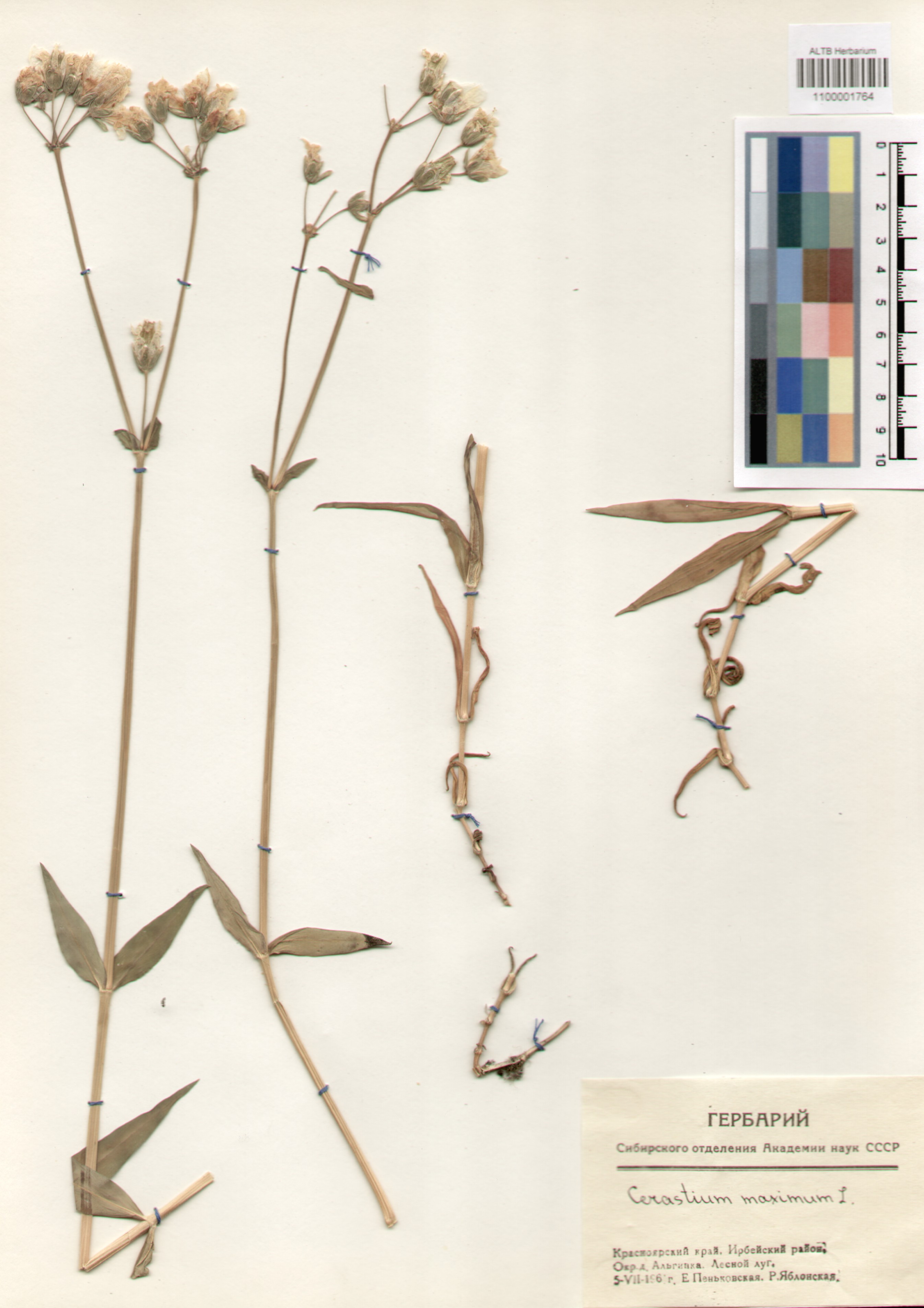 Caryophyllaceae,Cerastium maximum L.