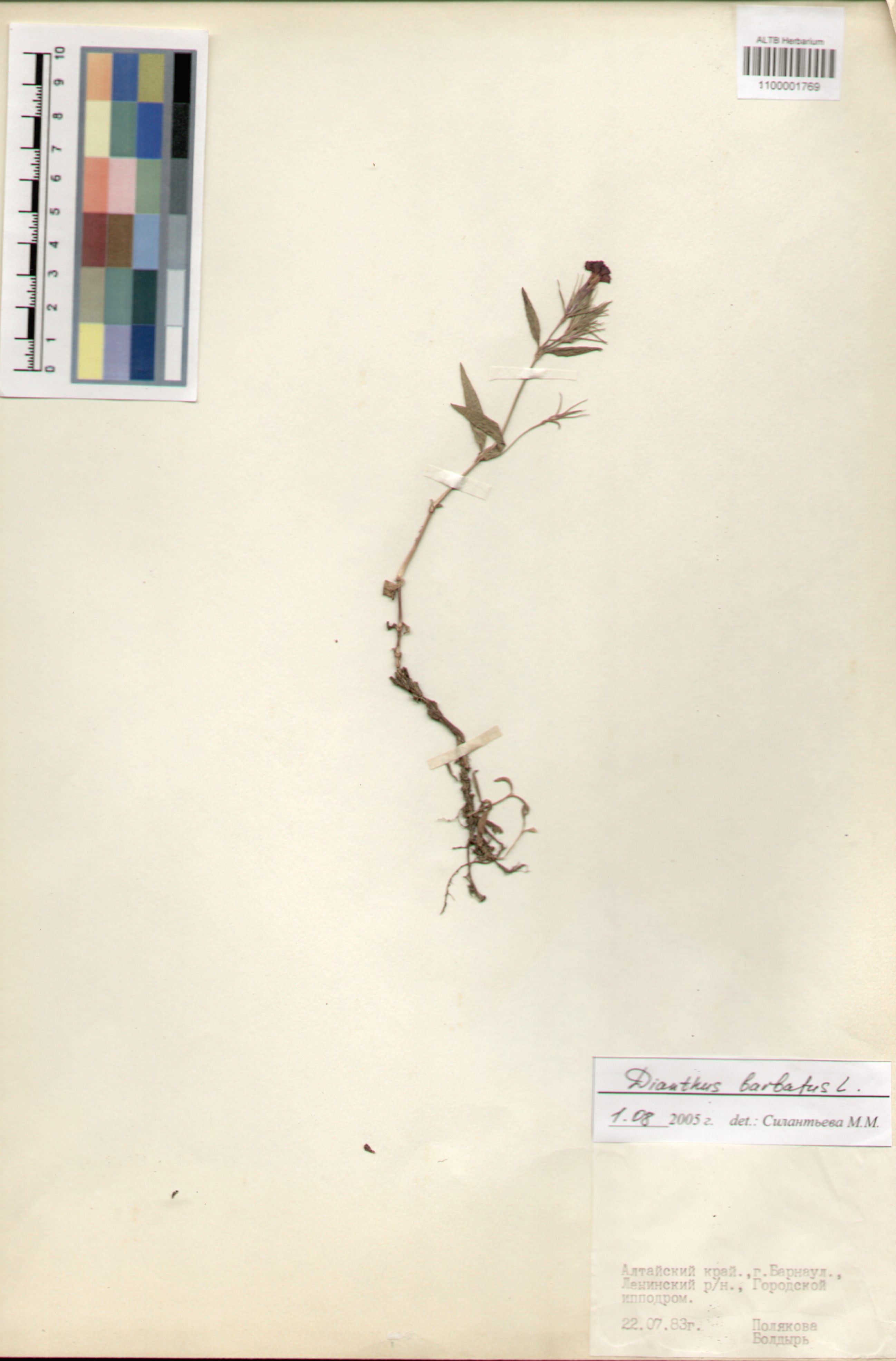 Caryophyllaceae,Dianthus barbatus L.