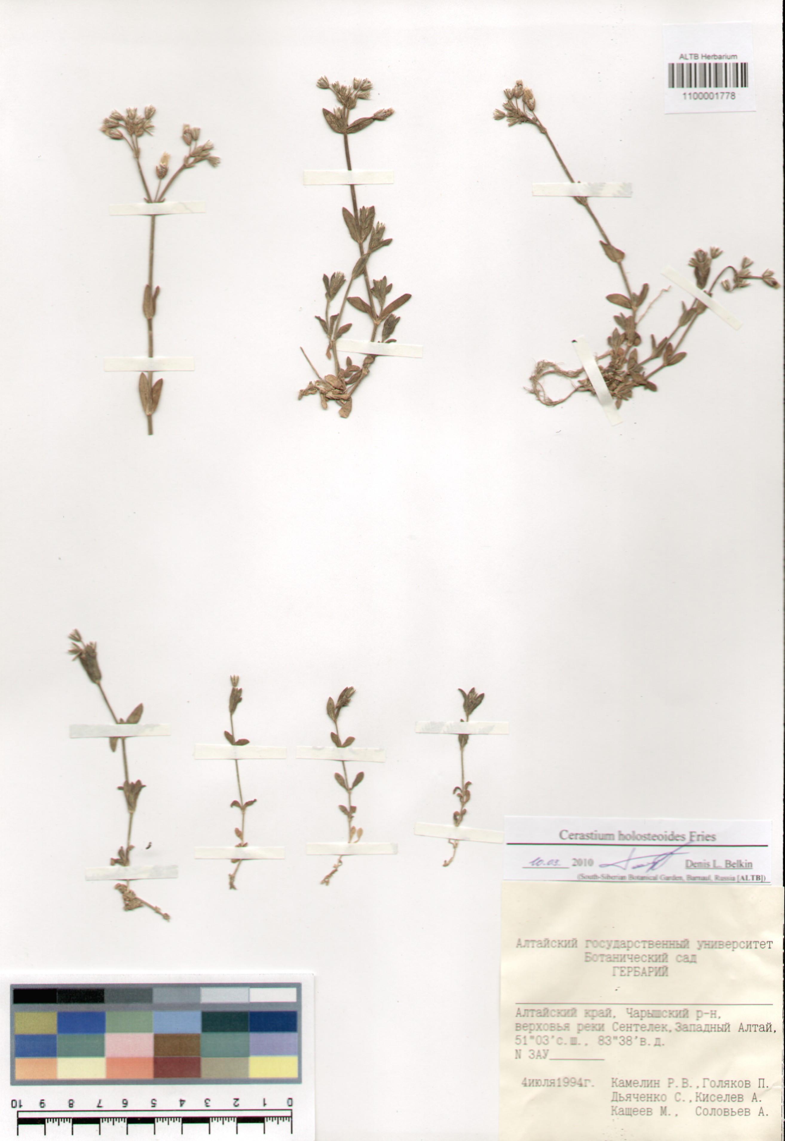 Caryophyllaceae,Cerastium holosteoides Fries.