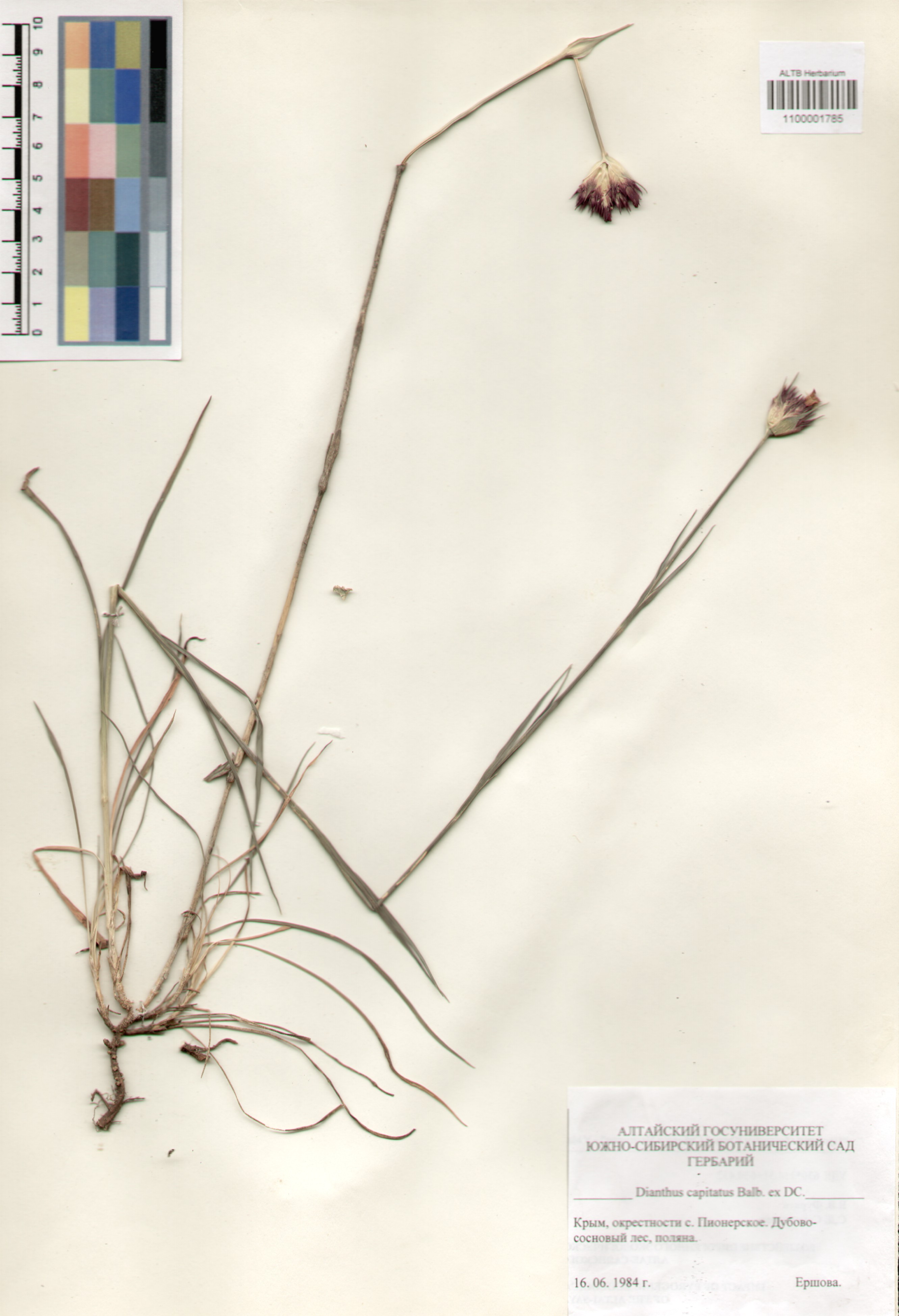 Caryophyllaceae,Dianthus capitatus Balb. ex DC.