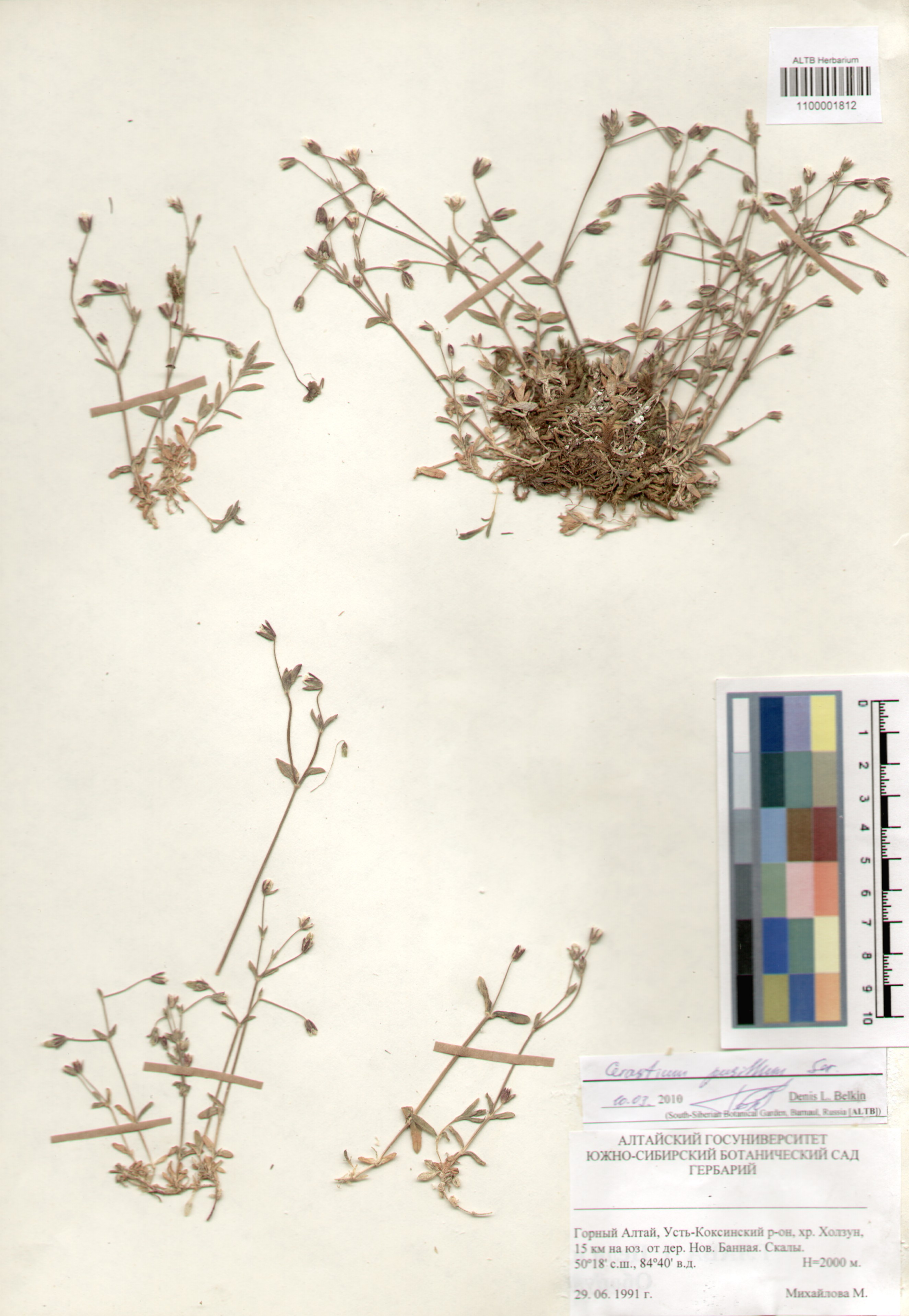 Caryophyllaceae,Cerastium pusillum Ser.