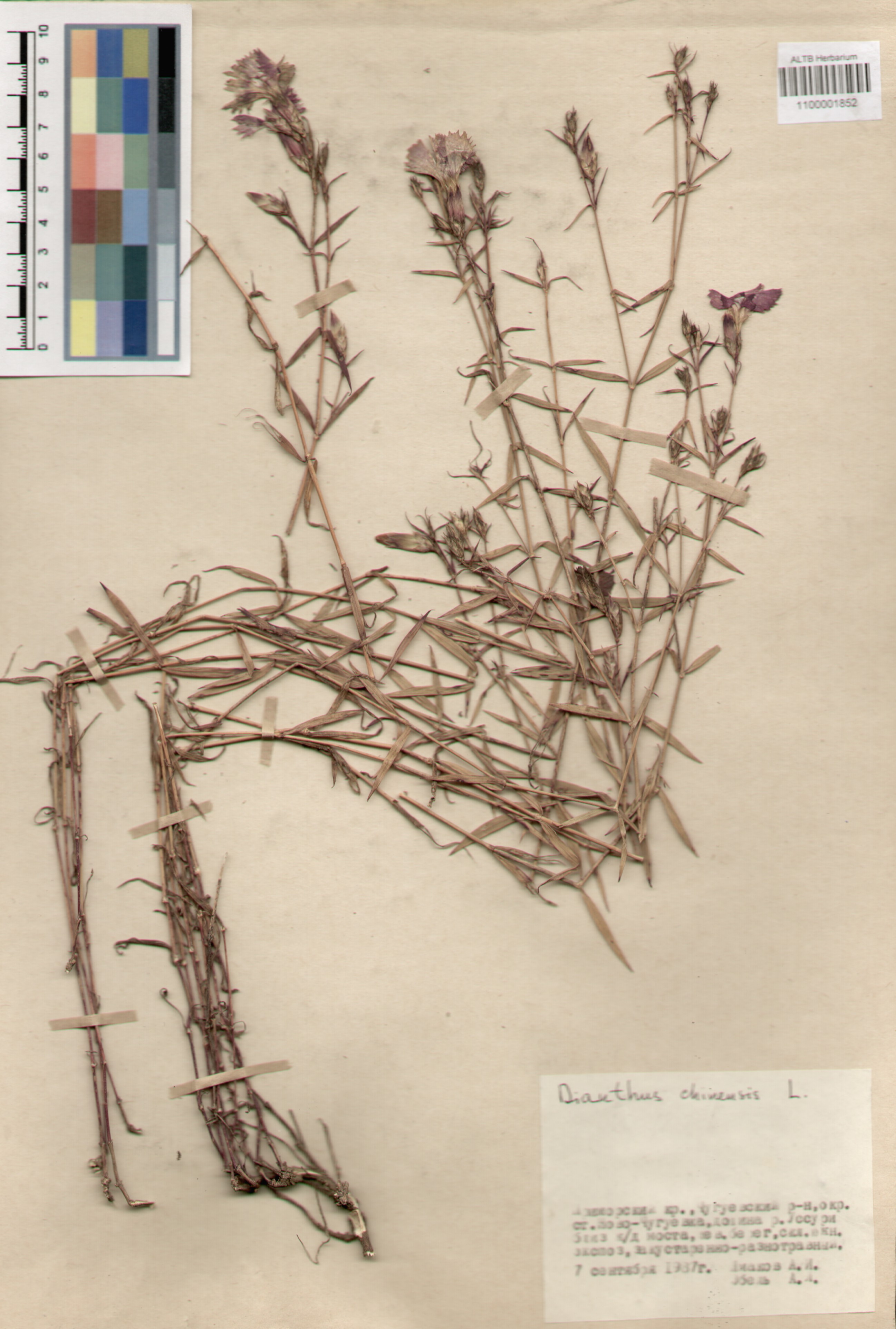 Caryophyllaceae,Dianthus chinensis L.