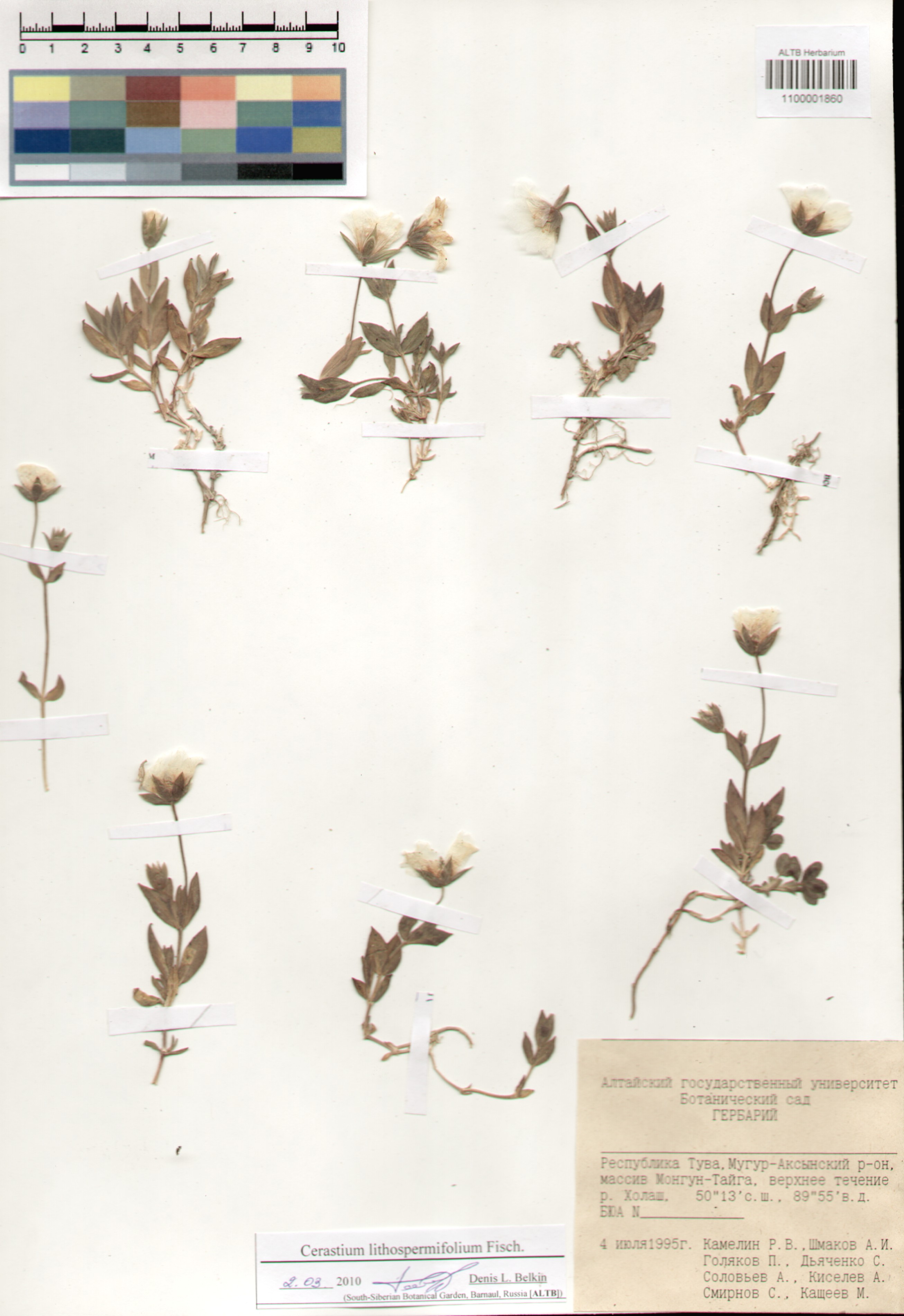 Caryophyllaceae,Cerastium litospermipholium Fisch.